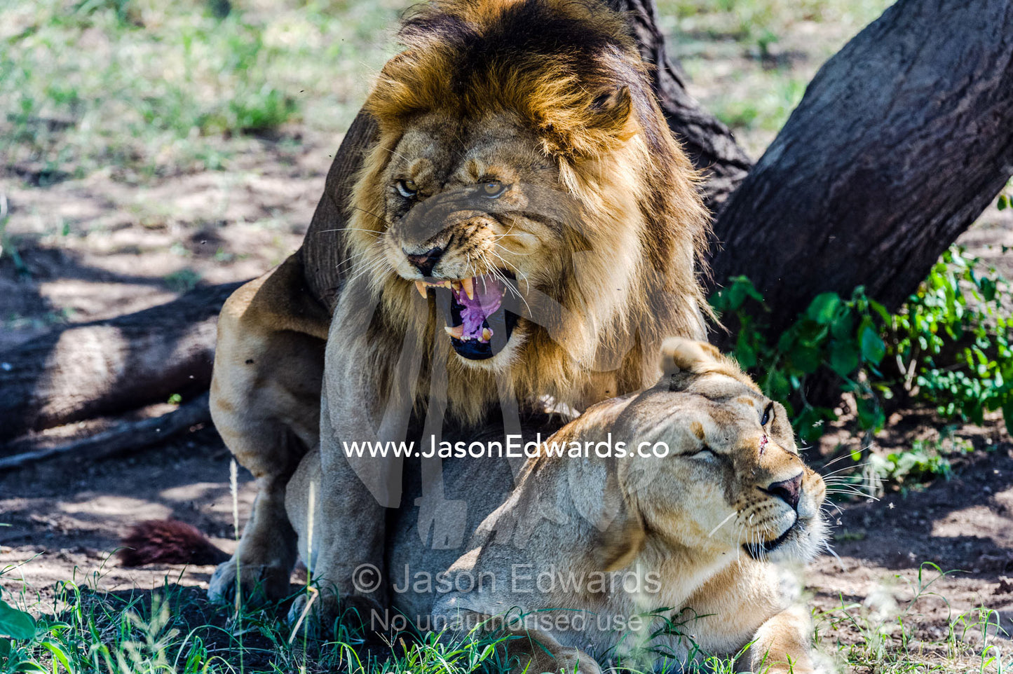 A roaring male African Lion bares his large canine teeth whilst mating a with a female. Serengeti National Park, Tanzania, Africa.