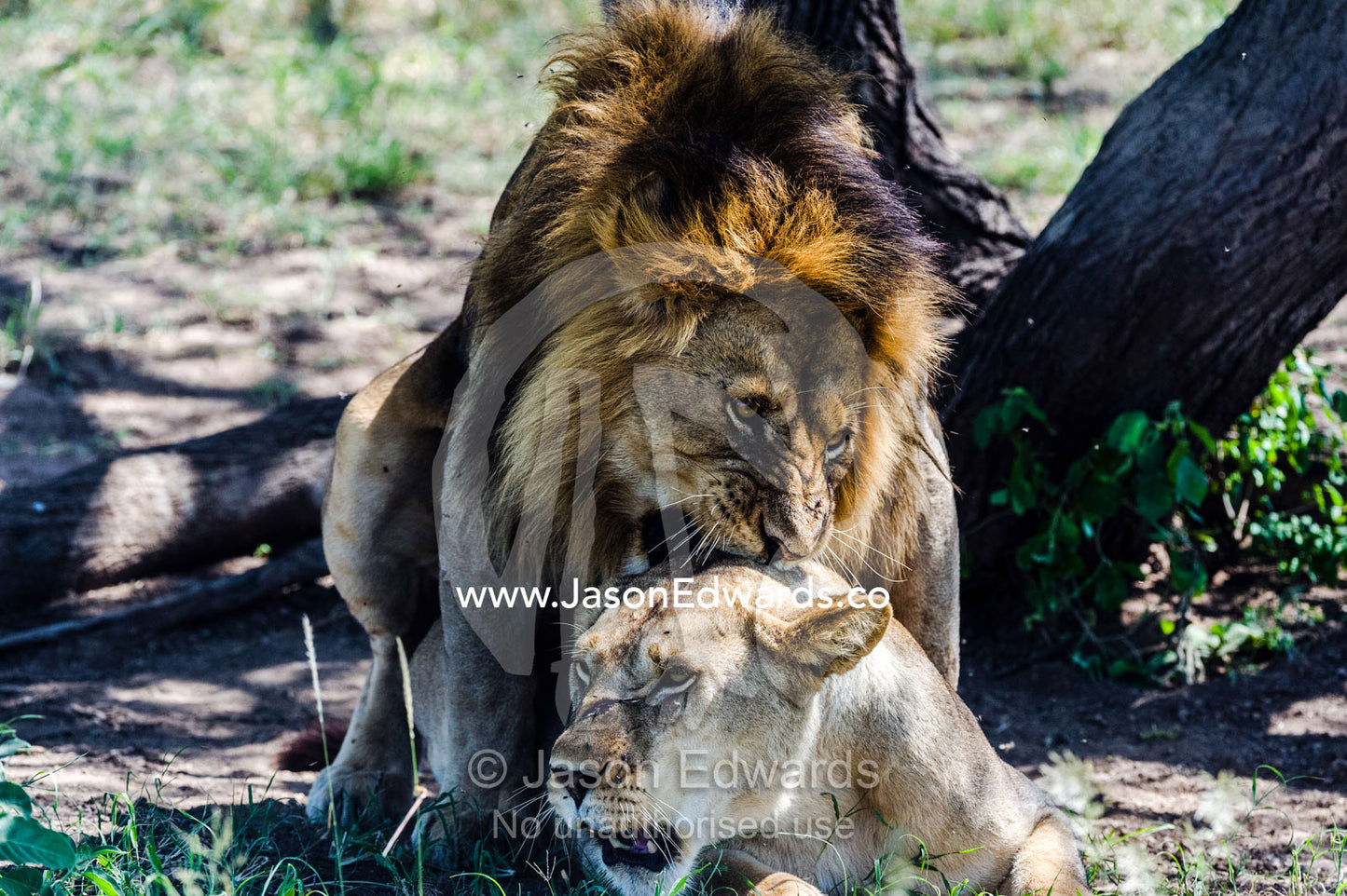 A male African Lion bites the back of the neck of a lioness with his canine teeth during mating. Serengeti National Park, Tanzania, Africa.