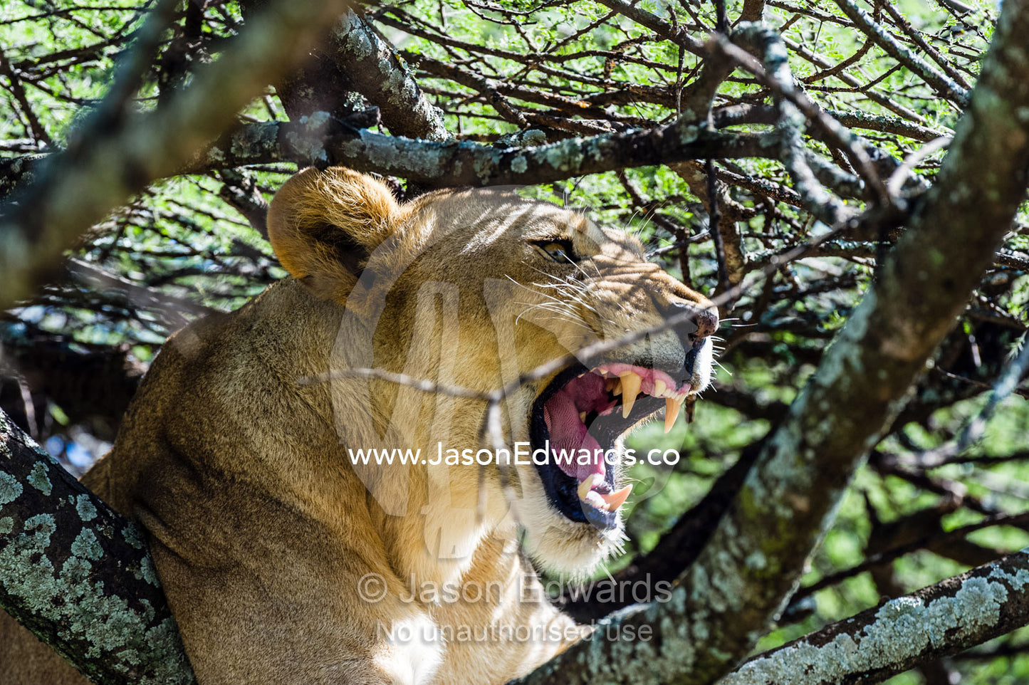 A lioness roars from the an acacia tree displaying her jaws, tongue and sharp canine teeth. Serengeti National Park, Tanzania, Africa.