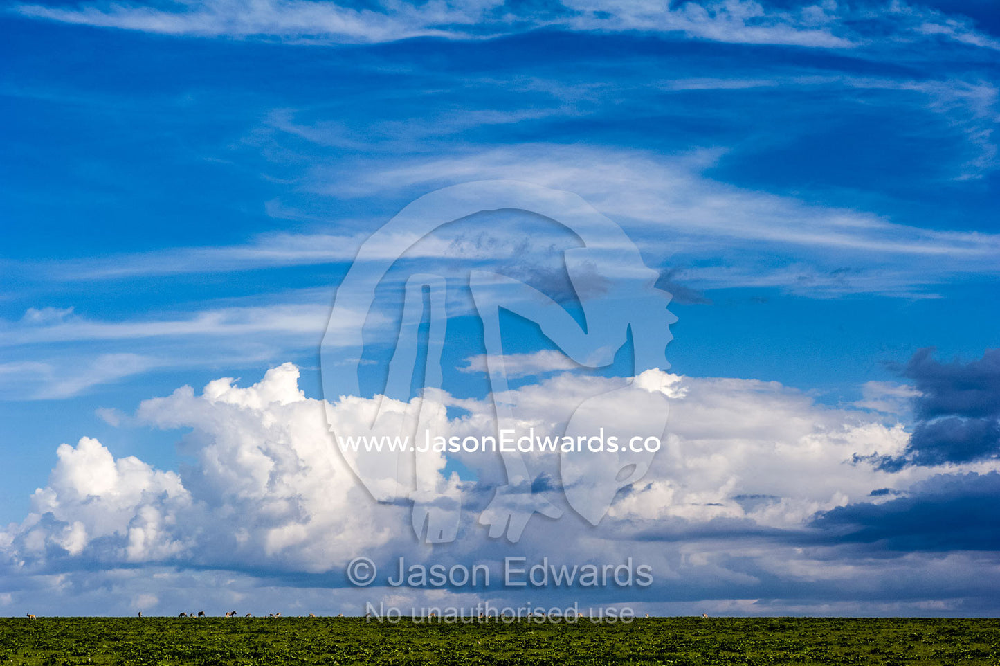 Herds of Thomson's Gazelle and Zebra grazing on the horizon of a short grass plain. Ngorongoro Conservation Area, Ngorongoro District, Tanzania, Africa.