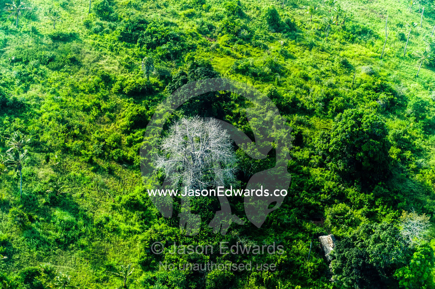 A dead evergreen tree surrounded by abandoned and overgrown agriculture farmland. Tanzania, Africa.