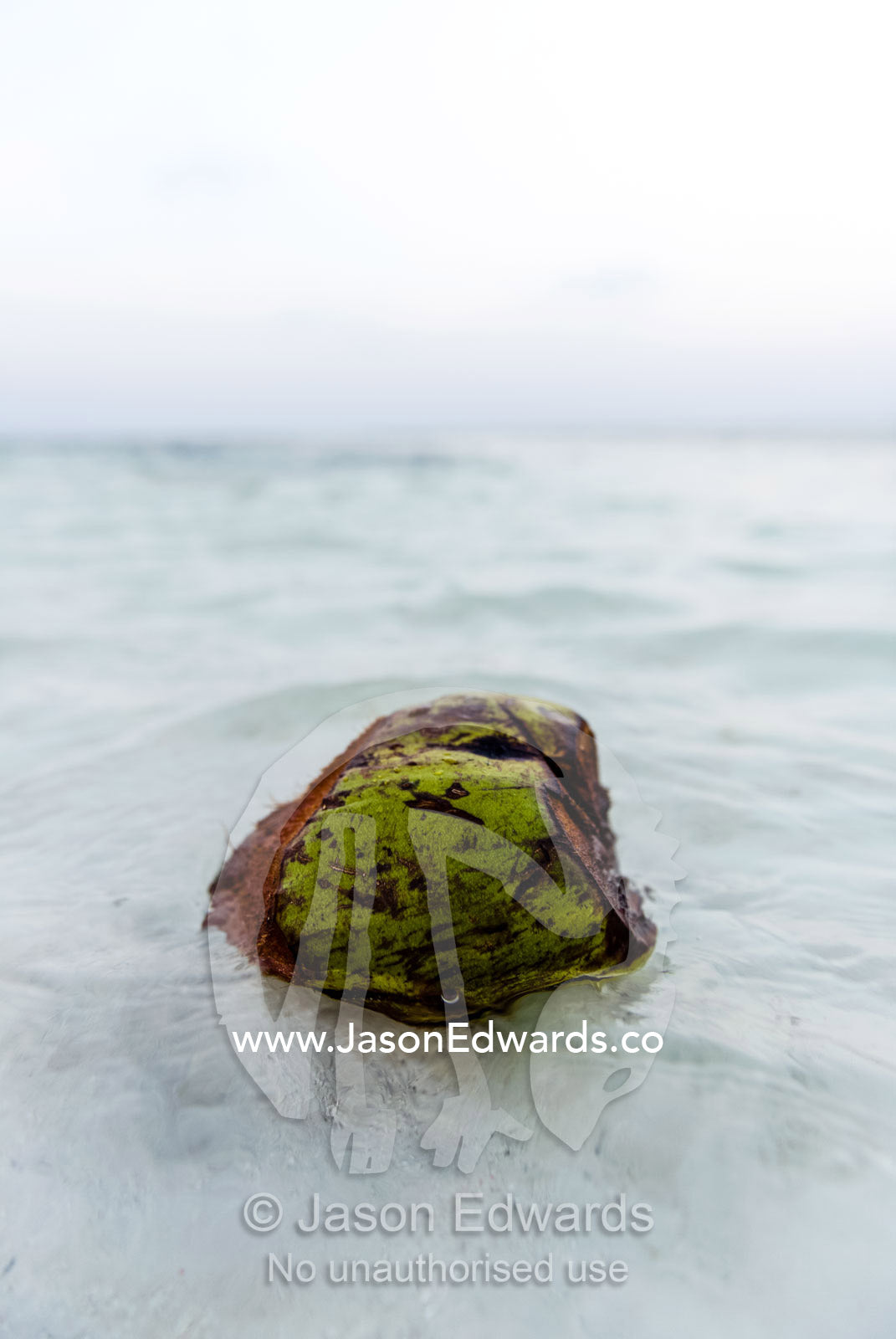 A coconut floating in the pristine shallows of a tropical island in the Indian Ocean. Bwejuu, Echo Beach Hotel, Echo Beach, Unguja Island, Zanzibar, Tanzania, Africa.