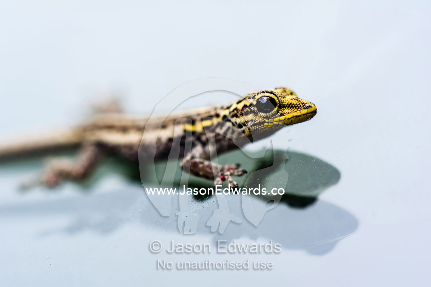 A Yellow-headed Dwarf Gecko clinging to the glass of a vehicle windshield. Ungula Island, Jozani Chwaka Bay National Park, Zanzibar, Tanzania, Africa.