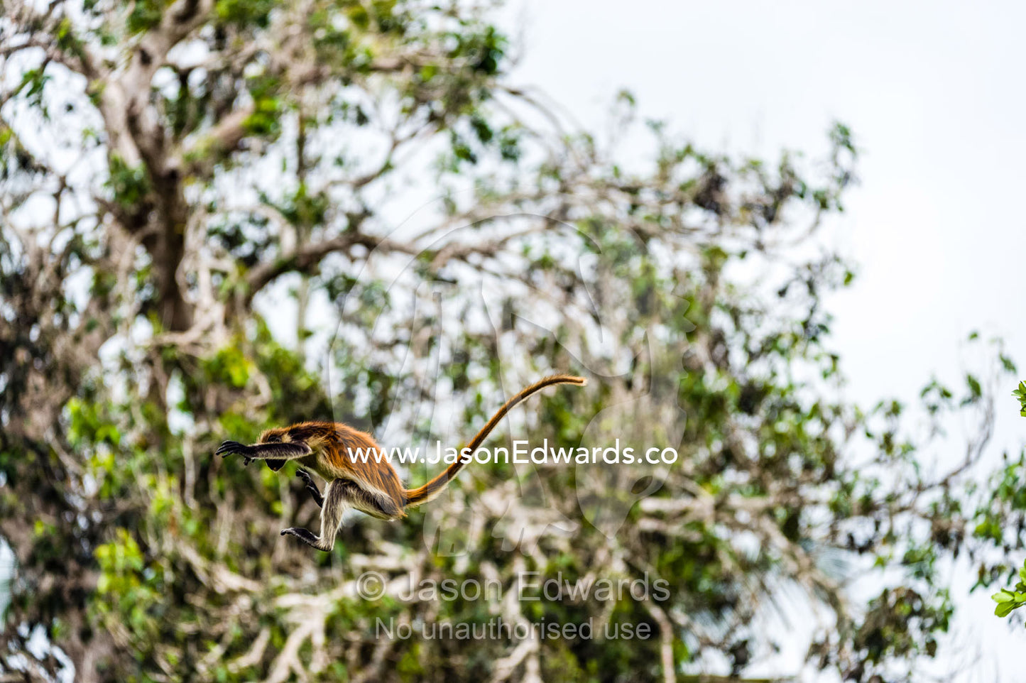 A Zanzibar Red Colobus leaping between canopy trees in a Coral Rag Forest. Ungula Island, Jozani Chwaka Bay National Park, Zanzibar, Tanzania, Africa.