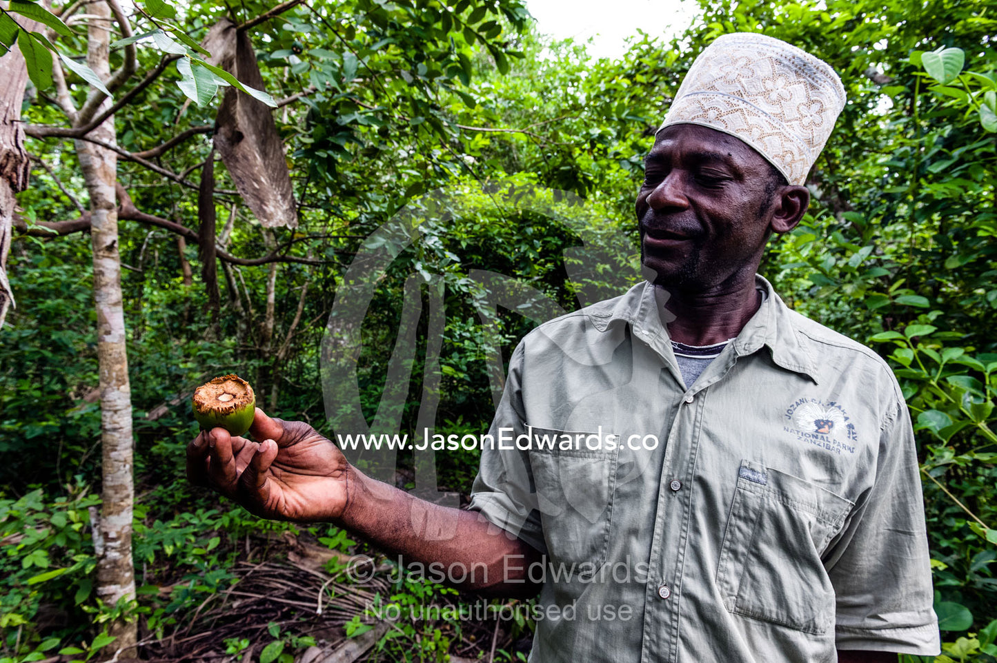 A national park guide displays a seed pod eaten by a Zanzibar Red Colobus in a Coral Rag Forest. Ungula Island, Jozani Chwaka Bay National Park, Zanzibar, Tanzania, Africa.