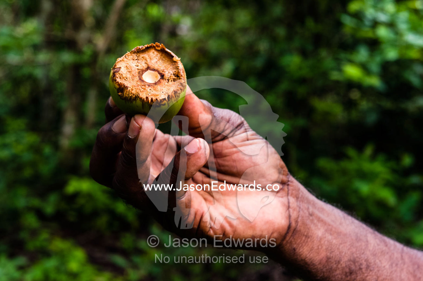 A national park guide displays a seed pod eaten by a Zanzibar Red Colobus in a Coral Rag Forest. Ungula Island, Jozani Chwaka Bay National Park, Zanzibar, Tanzania, Africa.
