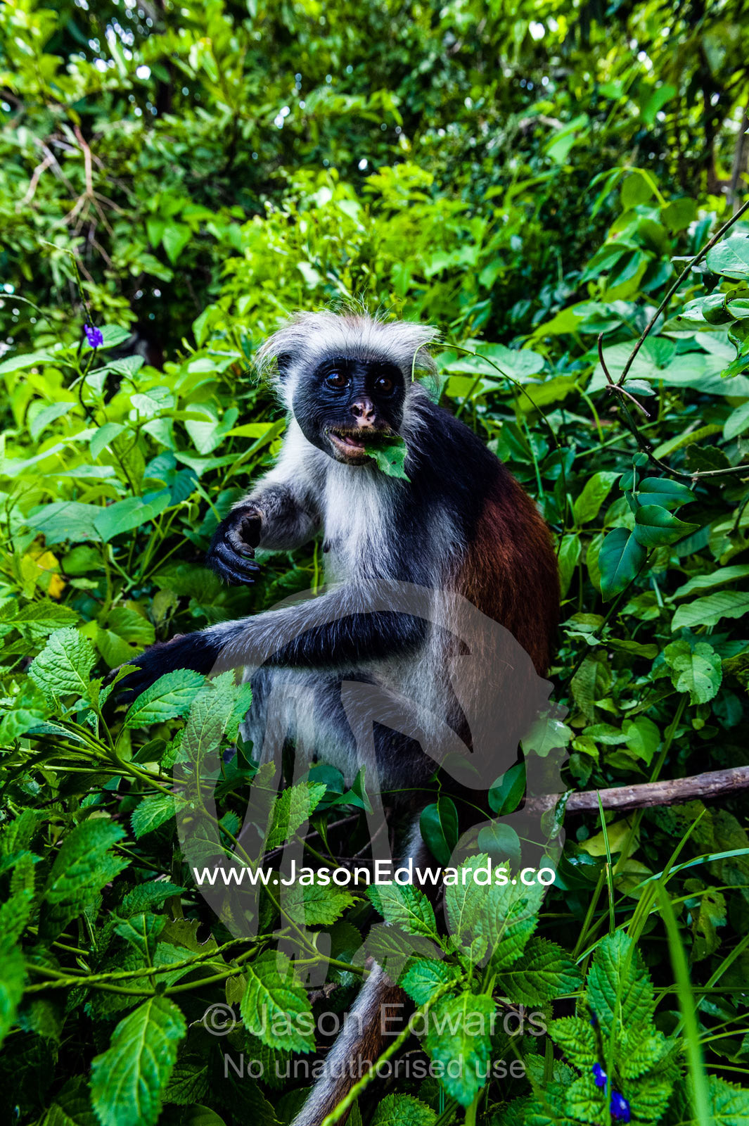 A Zanzibar Red Colobus eating leaves from bushes in regrowth in a Coral Rag Forest national park. Ungula Island, Jozani Chwaka Bay National Park, Zanzibar, Tanzania, Africa.