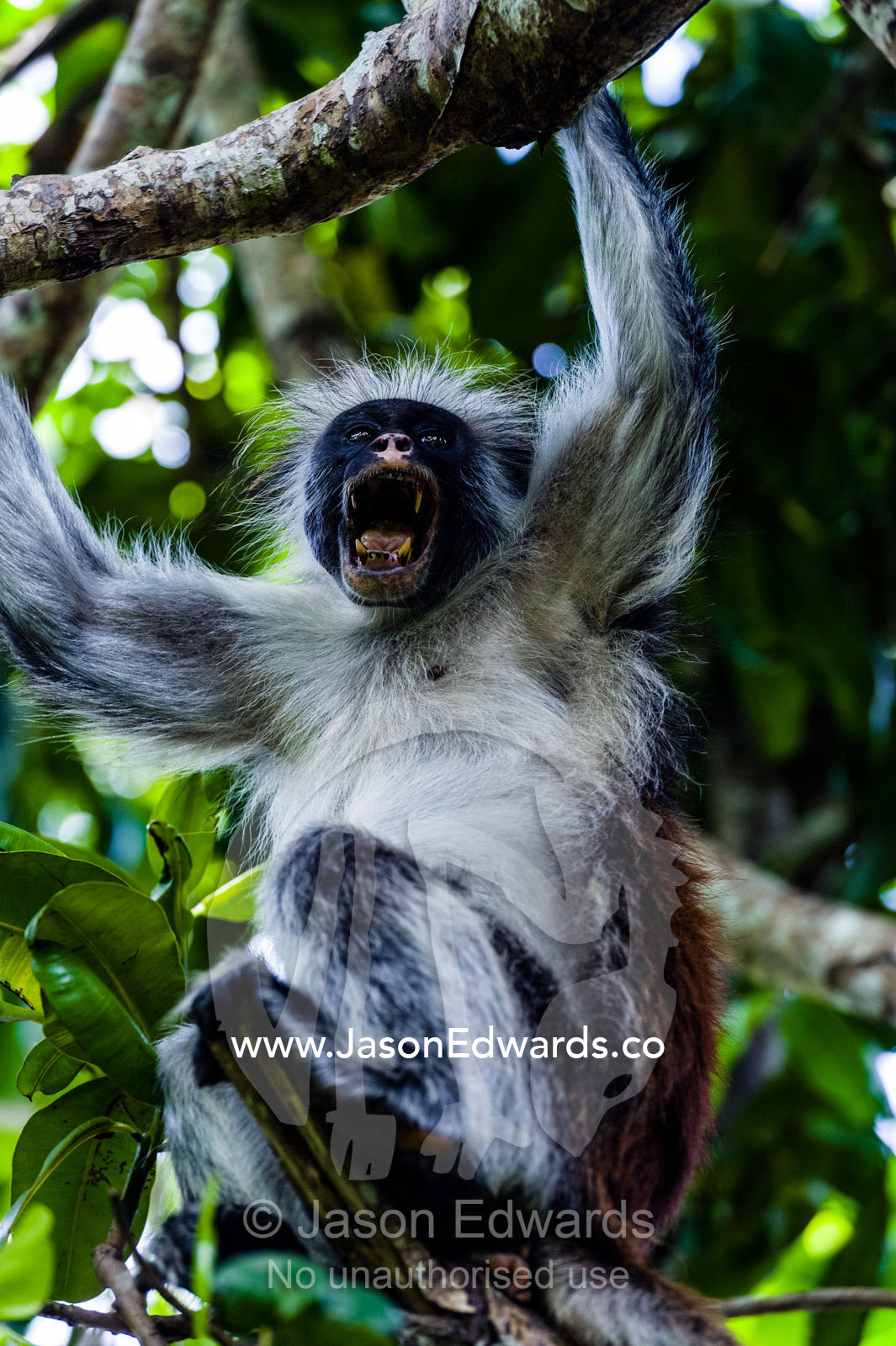 A Zanzibar Red Colobus shows canine teeth whilst yawning in the canopy of a Coral Rag Forest. Ungula Island, Jozani Chwaka Bay National Park, Zanzibar, Tanzania, Africa.