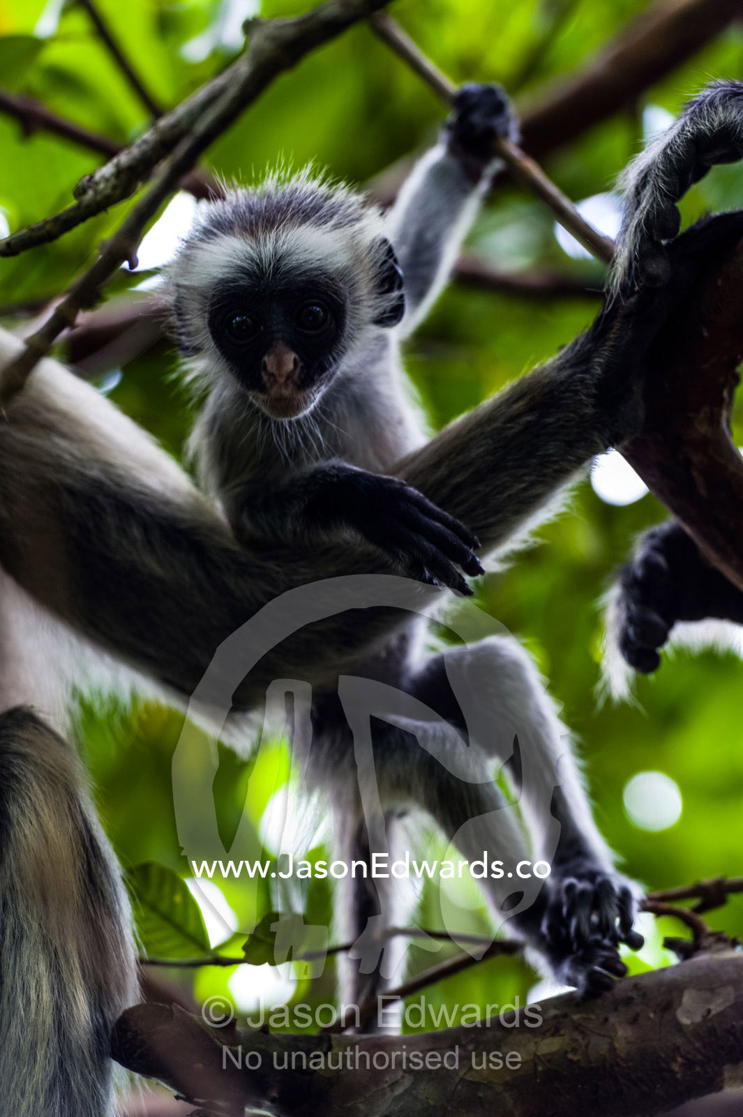 A Zanzibar Red Colobus infant playing beside its mother in the canopy of a Coral Rag Forest. Ungula Island, Jozani Chwaka Bay National Park, Zanzibar, Tanzania, Africa.