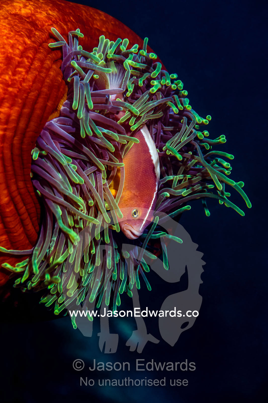 A skunk anemonefish swimming among the stinging tentacles of its anemone. Bwejuu, Blue Lagoon Reef, Unguja Island, Zanzibar, Tanzania, Africa.