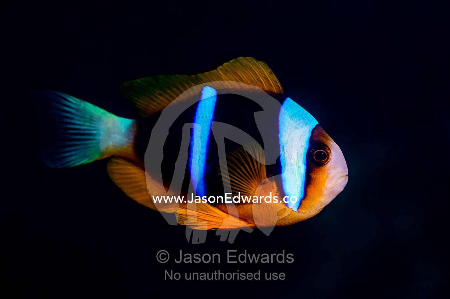 The iridescent neon blue stripe on the flank of an anemonefish at night. Bwejuu, Blue Lagoon Reef, Unguja Island, Zanzibar, Tanzania.