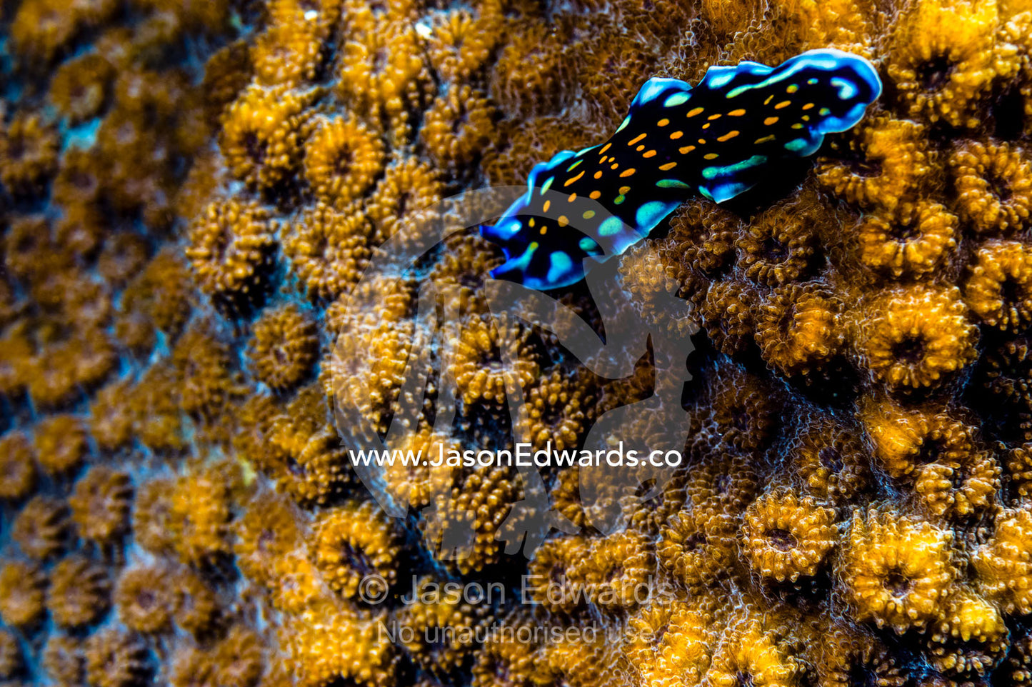 An elegant Linda's flatworm moves across the volcanic-like surface of a hard coral. Bwejuu, Blue Lagoon Reef, Unguja Island, Zanzibar, Tanzania.