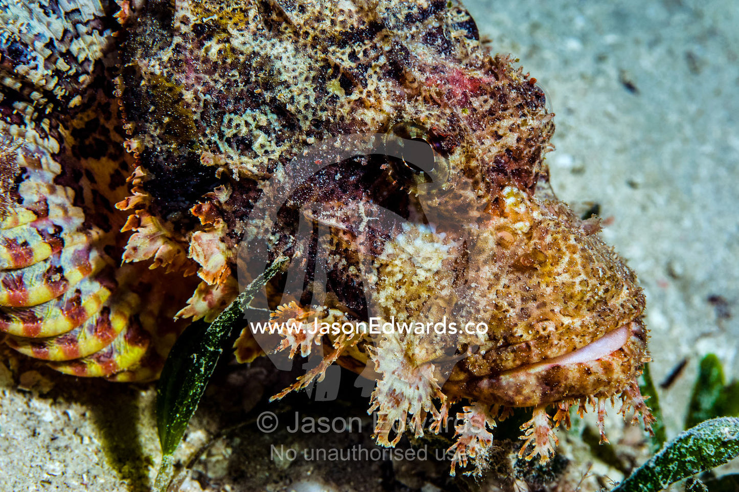 Mosaic scales and camouflage of a venomous bearded scorpionfish resting on the sandy bottom near a coral reef. Bwejuu, Blue Lagoon Reef, Unguja Island, Zanzibar, Tanzania.