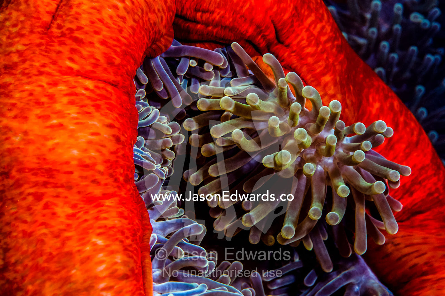 A cluster of stinging tentacles of a bright red Magnificent Sea Anemone. Bwejuu, Blue Lagoon Reef, Unguja Island, Zanzibar, Tanzania.