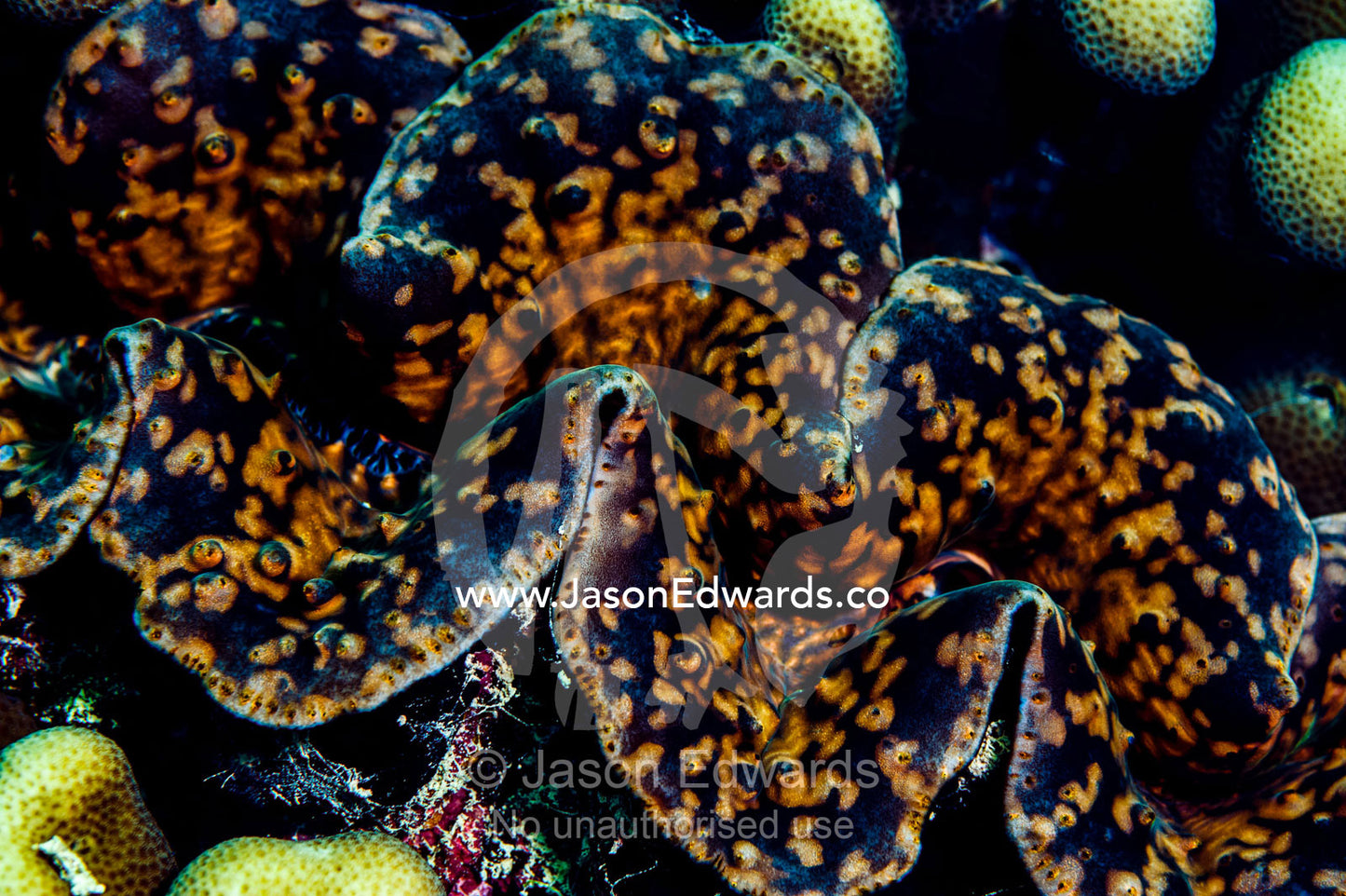 The mosaic mottled flesh on the lips of a Giant Clam on a tropical reef. Bwejuu, Blue Lagoon Reef, Unguja Island, Zanzibar, Tanzania.