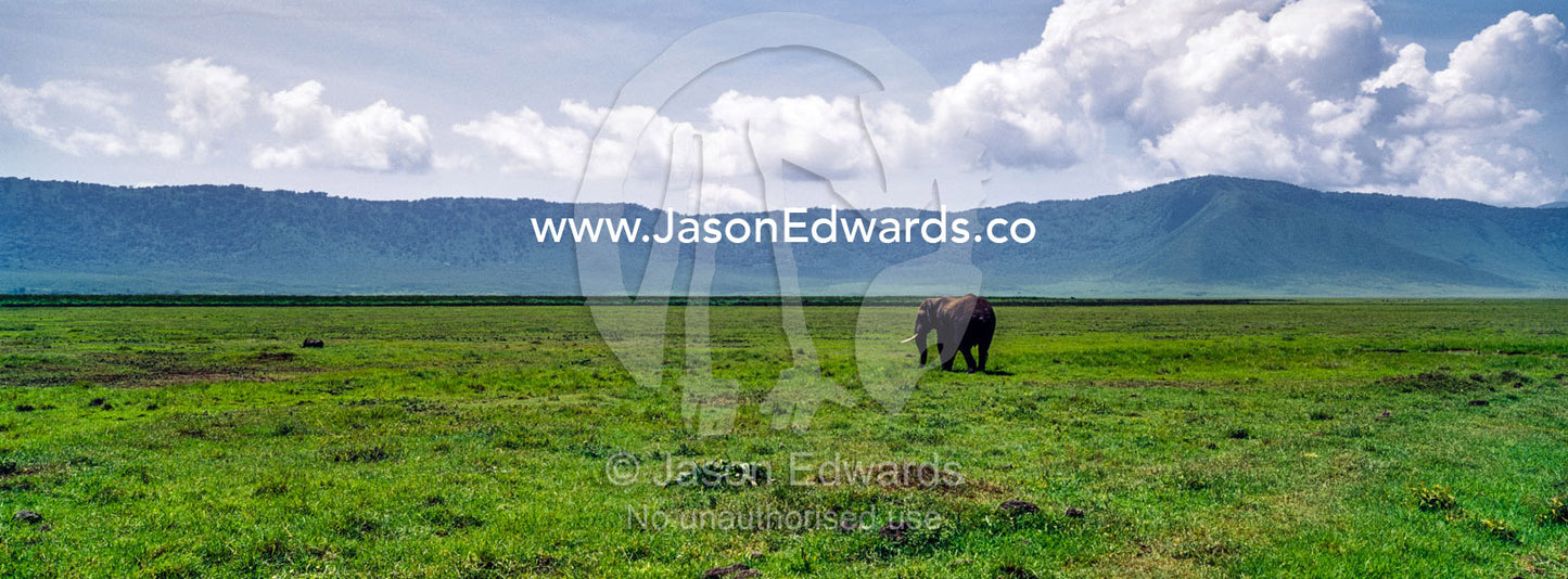 A solitary African Elephant walking across the vast floor of a volcano caldera. Ngorongoro Crater, Ngorongoro Conservation Area, Ngorongoro District, Tanzania.