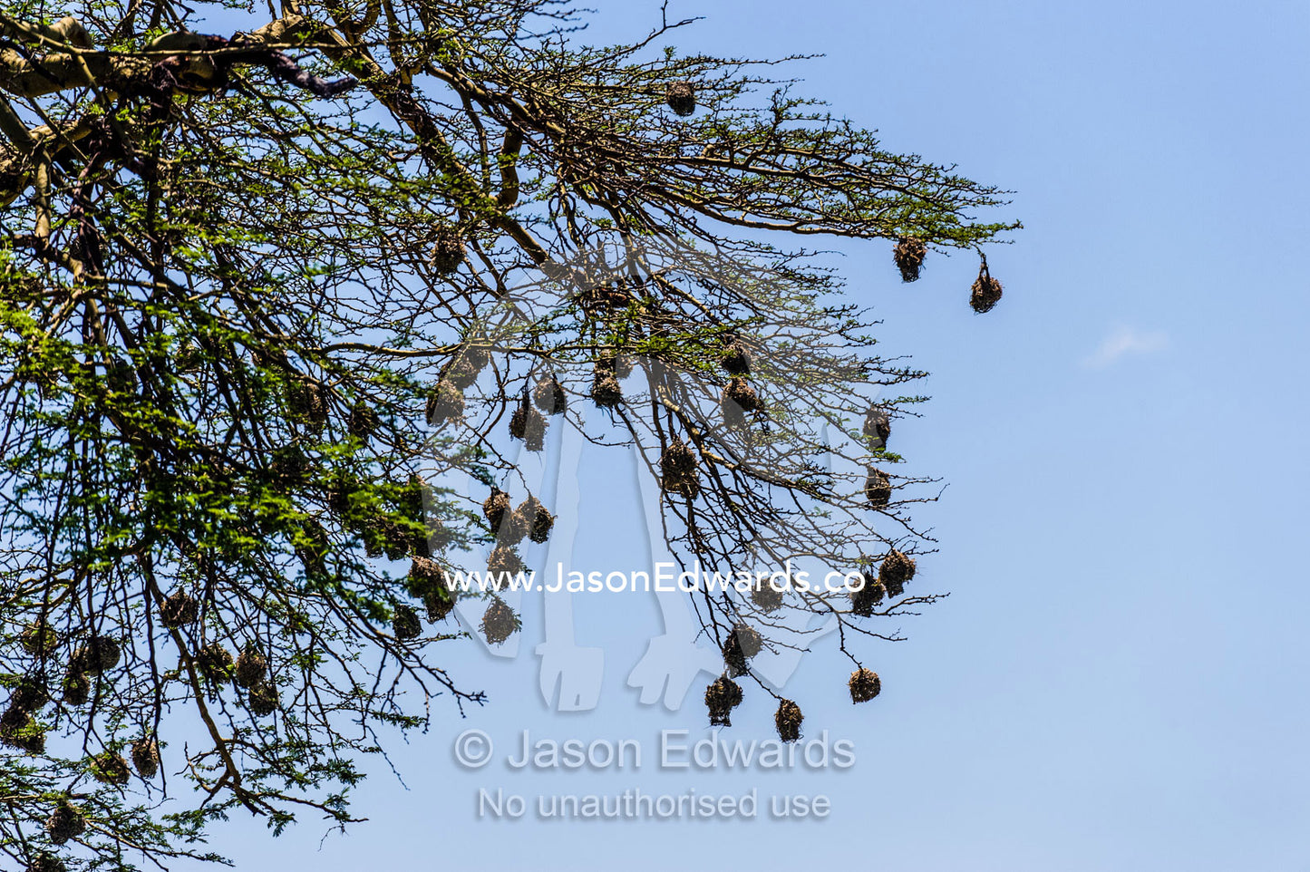 Weaver birds make their nests from grass and hang them from tree branches. Serengeti National Park, Serengeti, World Heritage Site, Tanzania.