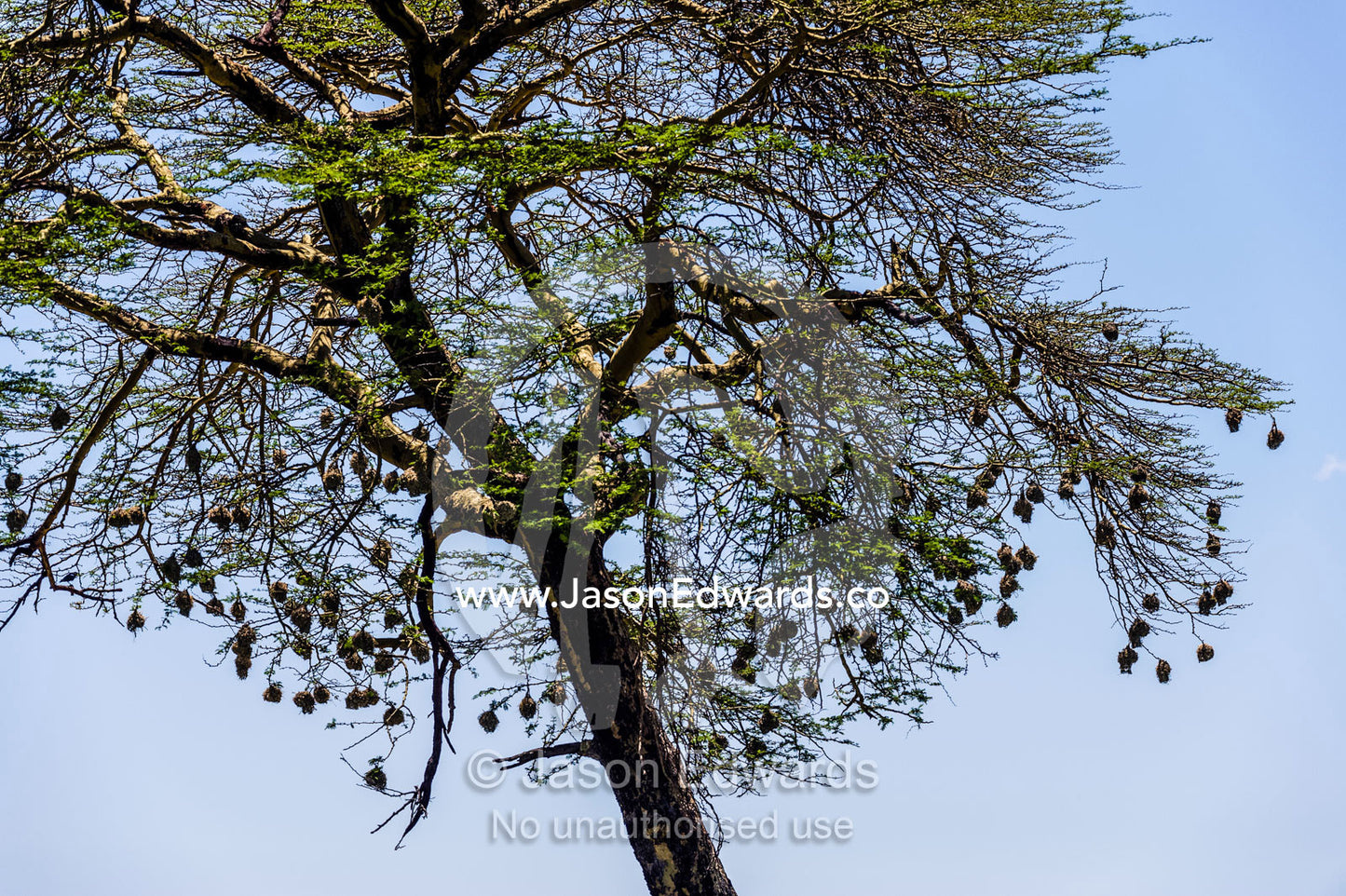 Weaver birds make their nests from grass and hang them from branches. Serengeti National Park, Serengeti, World Heritage Site, Tanzania.