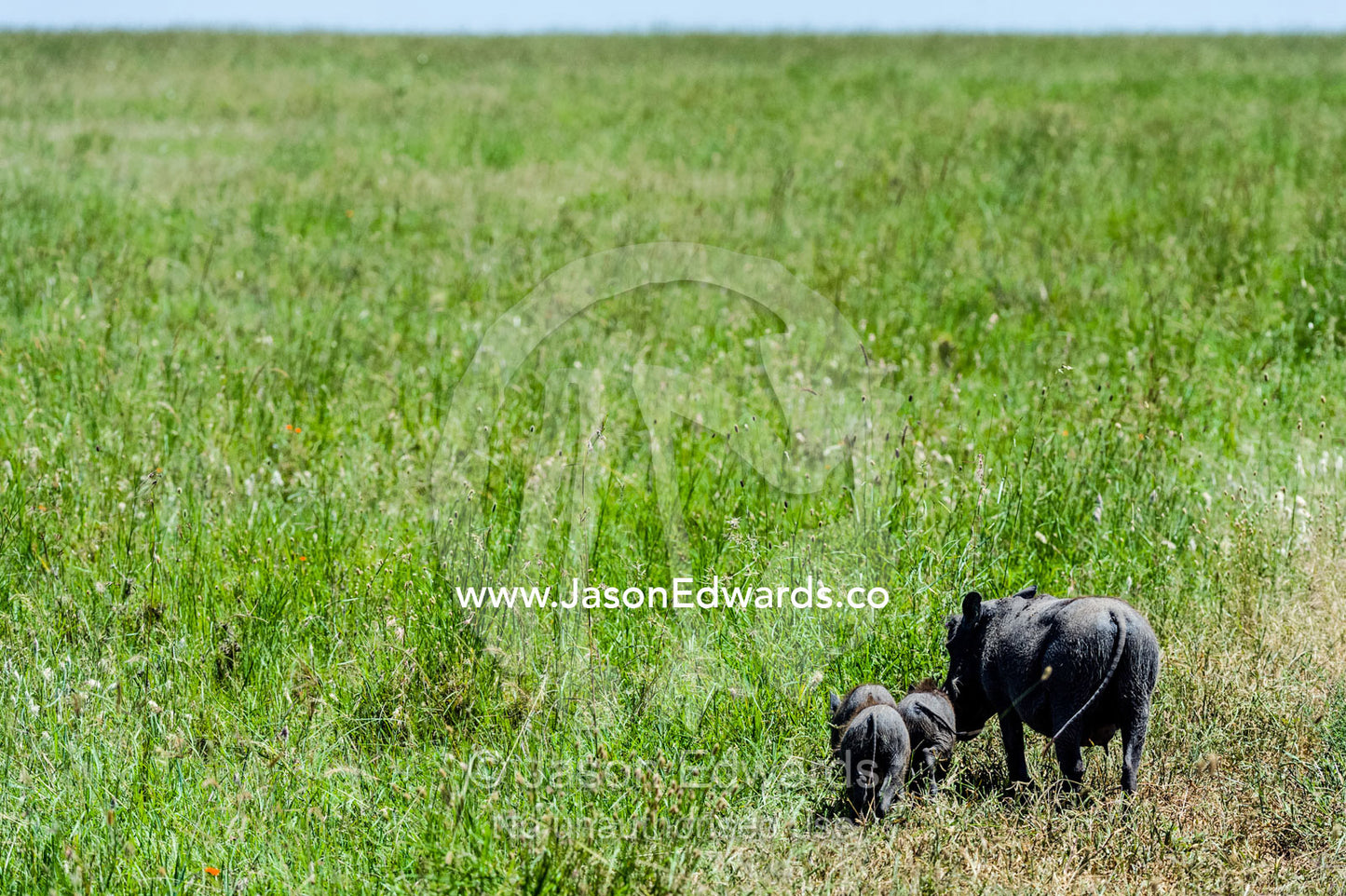 A mother Warthog with her piglets feeding on a vast grass plain. Serengeti National Park, Serengeti, World Heritage Site, Tanzania.
