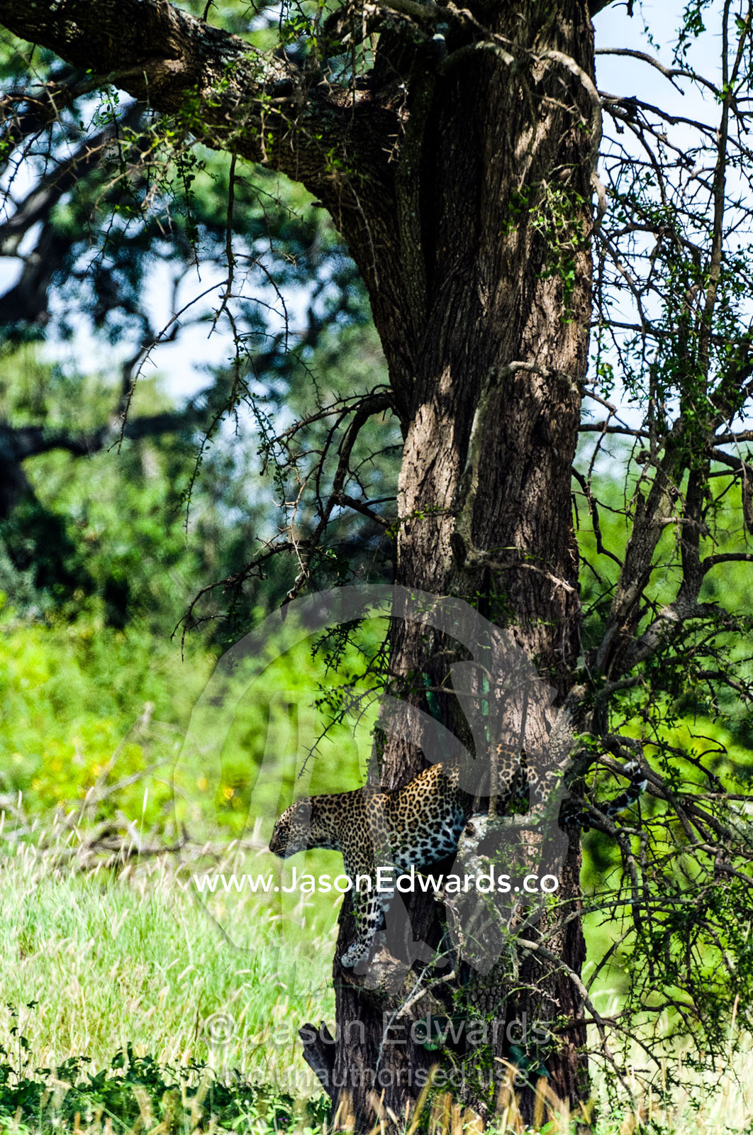 An African Leopard searches the grassland for prey from a perch in a tree. Moru Kopjes, Serengeti National Park, Serengeti, World Heritage Site, Tanzania.