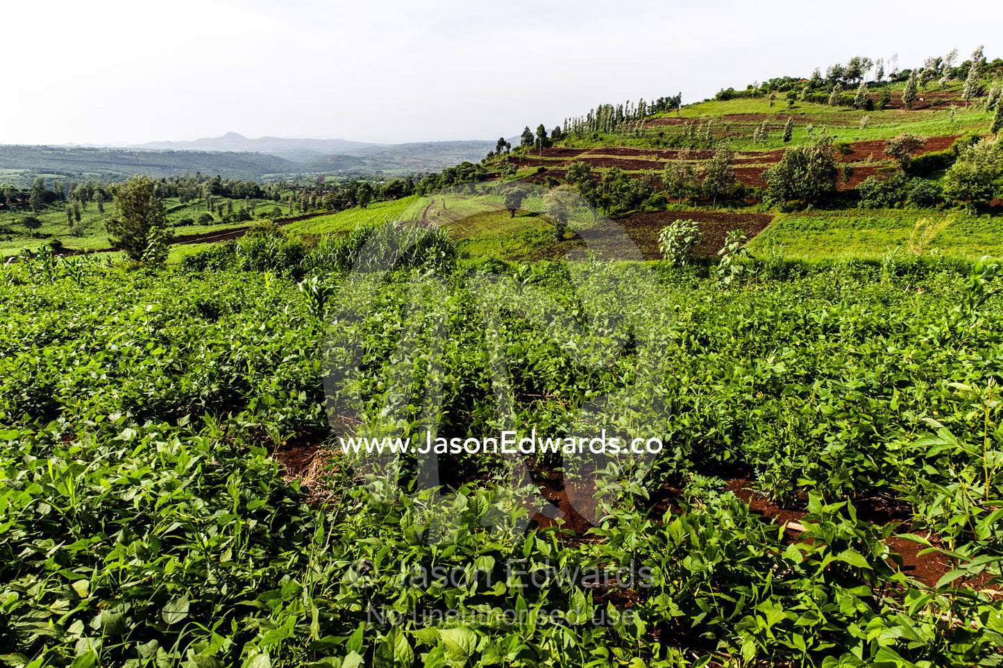 Lush, green farm crops growing in rows in rich volcanic soil on a hillside. Karatu, Rhotia Valley, Karatu District, Arusha Region, Tanzania.