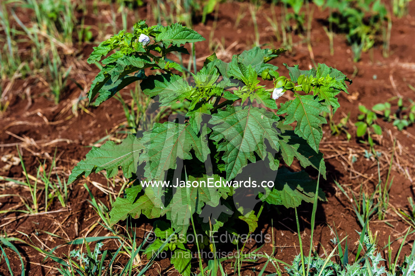 A toxic Datura plant cultivated for it's hallucinogenic properties. Karatu, Rhotia Valley, Karatu District, Arusha Region, Tanzania.