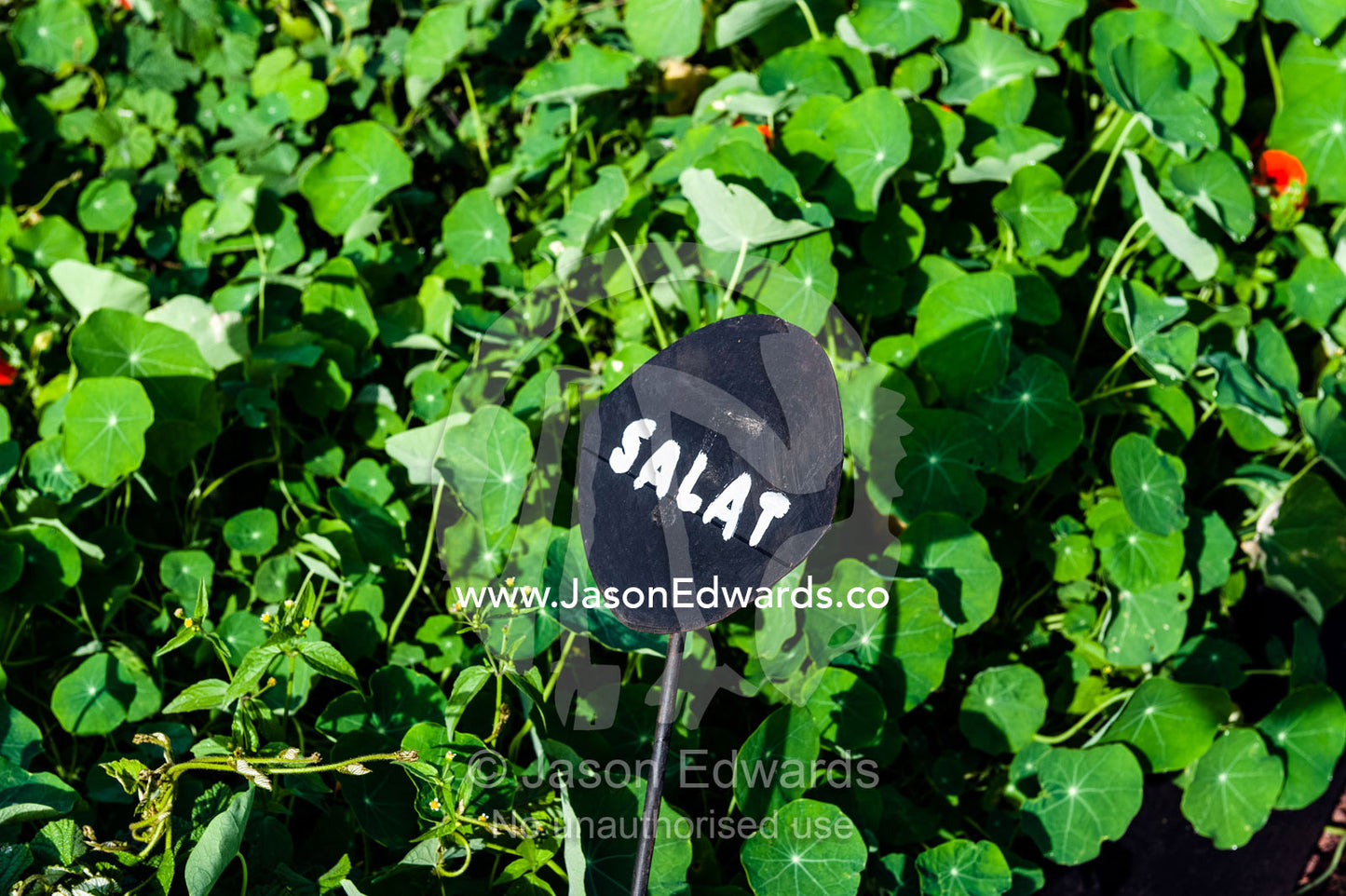 A small sign in an organic vegetable garden highlights a bed of Nasturtium salad. Karatu, Rhotia Valley Lodge, Rhotia Valley, Karatu District, Arusha Region, Tanzania.