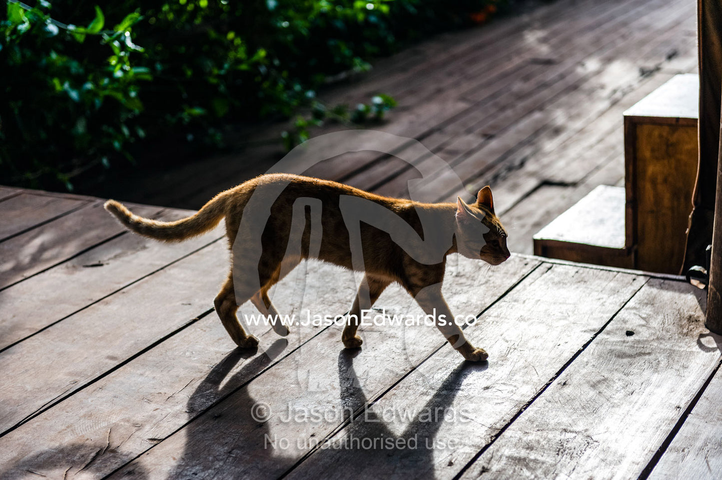 A domestic cat walking across the timber deck of a safari lodge at dawn. Karatu, Rhotia Valley Lodge, Rhotia Valley, Karatu District, Arusha Region, Tanzania.