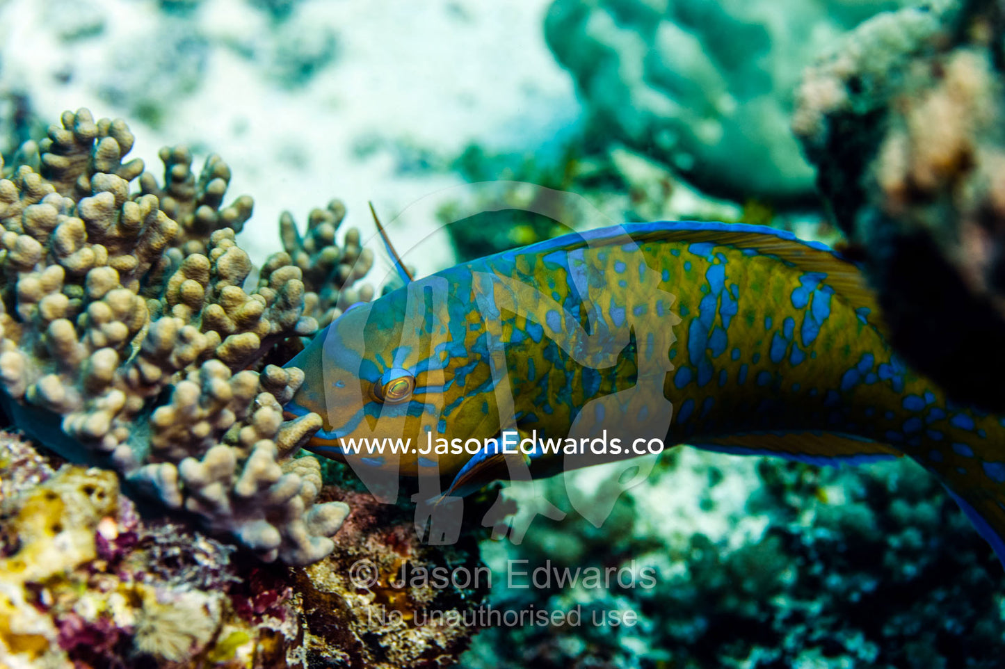 A Blue-barred Parrotfish feeding on a tropical coral reef using it's hard pointed beak. Bwejuu, Baobab Reef, Unguja Island, Zanzibar, Tanzania.