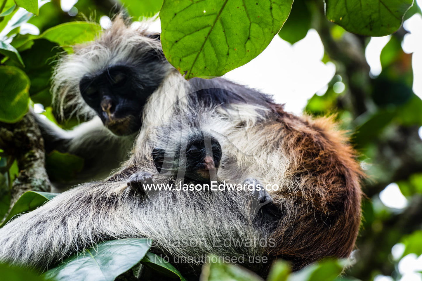 A Zanzibar Red Colobus sleeping in a Coral Rag Forest canopy with her infant. Unguja Island, Jozani Chwaka Bay National Park, Zanzibar, Tanzania
