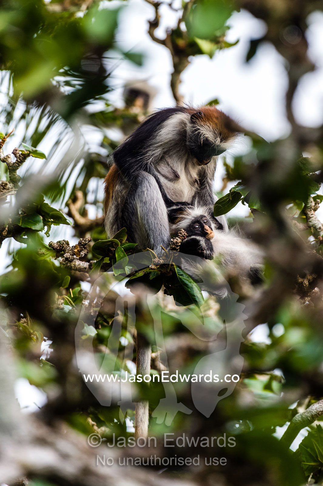 A mother Zanzibar Red Colobus grooming the fur of her infant in a Coral Rag Forest. Unguja Island, Jozani Chwaka Bay National Park, Zanzibar, Tanzania