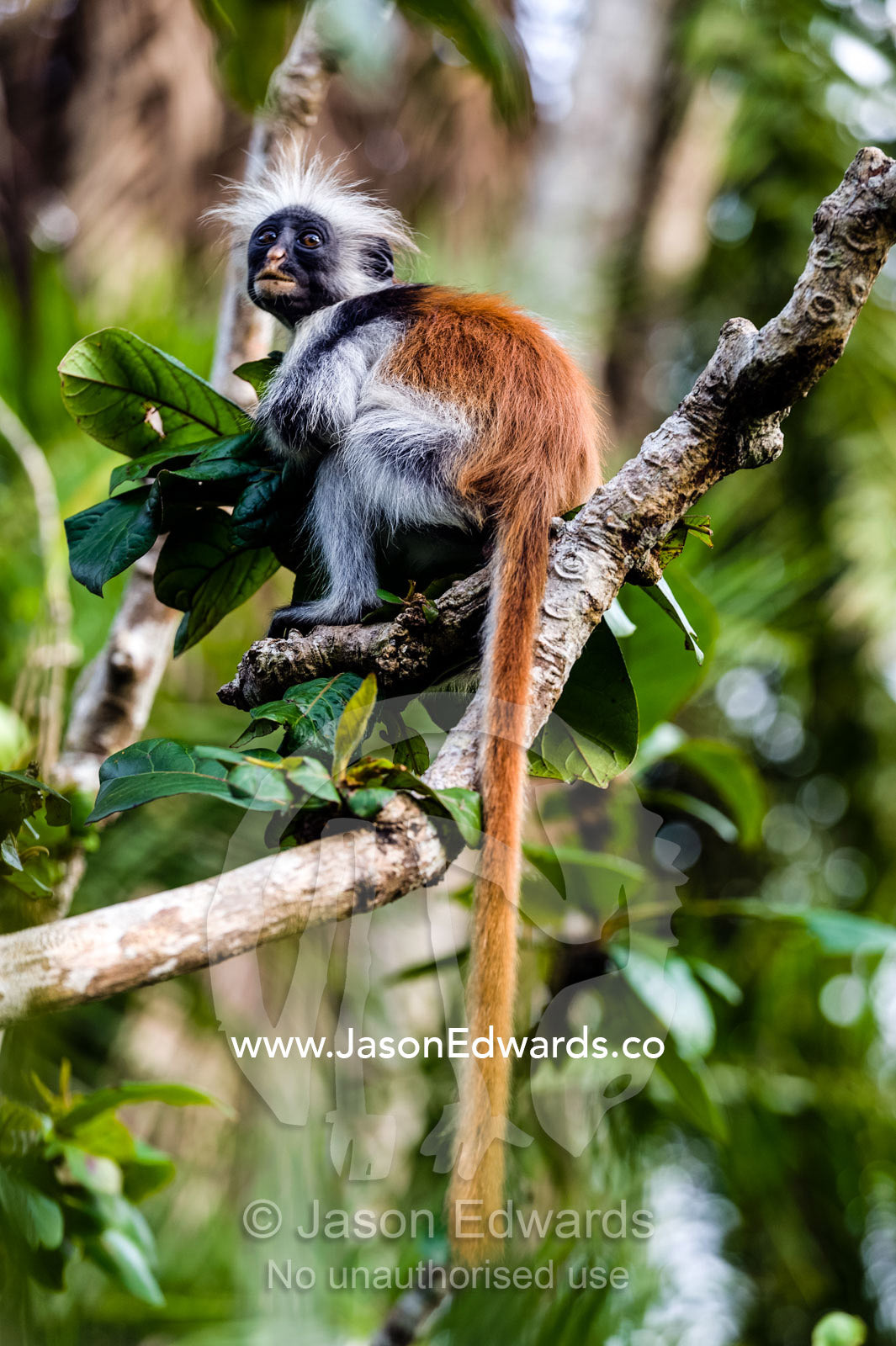 A Zanzibar Red Colobus clutching a pile of leaves in a Coral Rag Forest. Unguja Island, Jozani Chwaka Bay National Park, Zanzibar, Tanzania.
