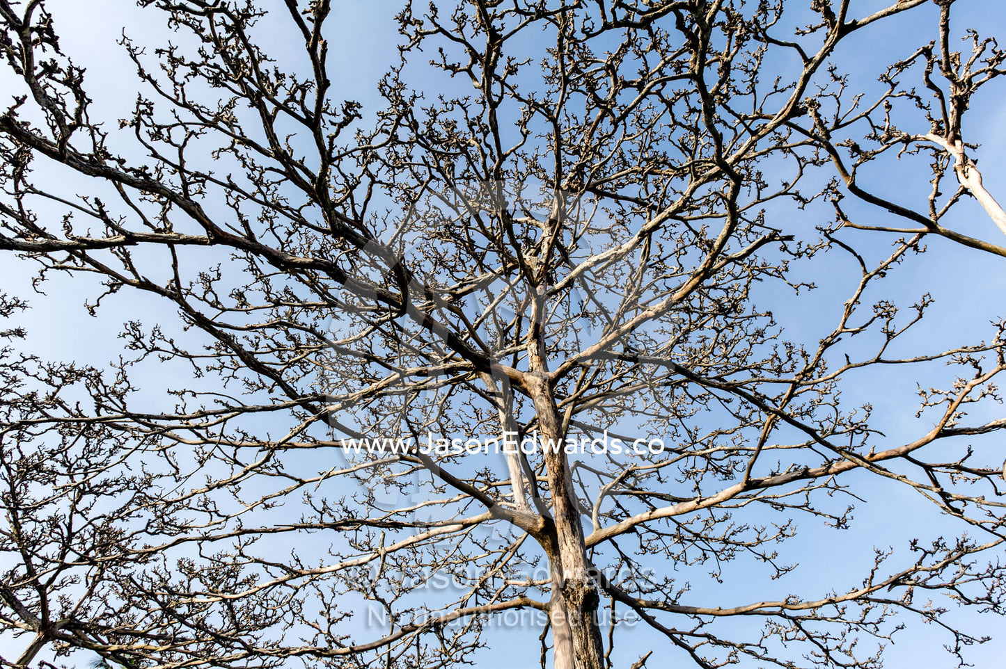 The stark denuded canopy of a Coral Rag Forest after over-browsing by Zanzibar Red Colobus. Unguja Island, Jozani Chwaka Bay National Park, Zanzibar, Tanzania
