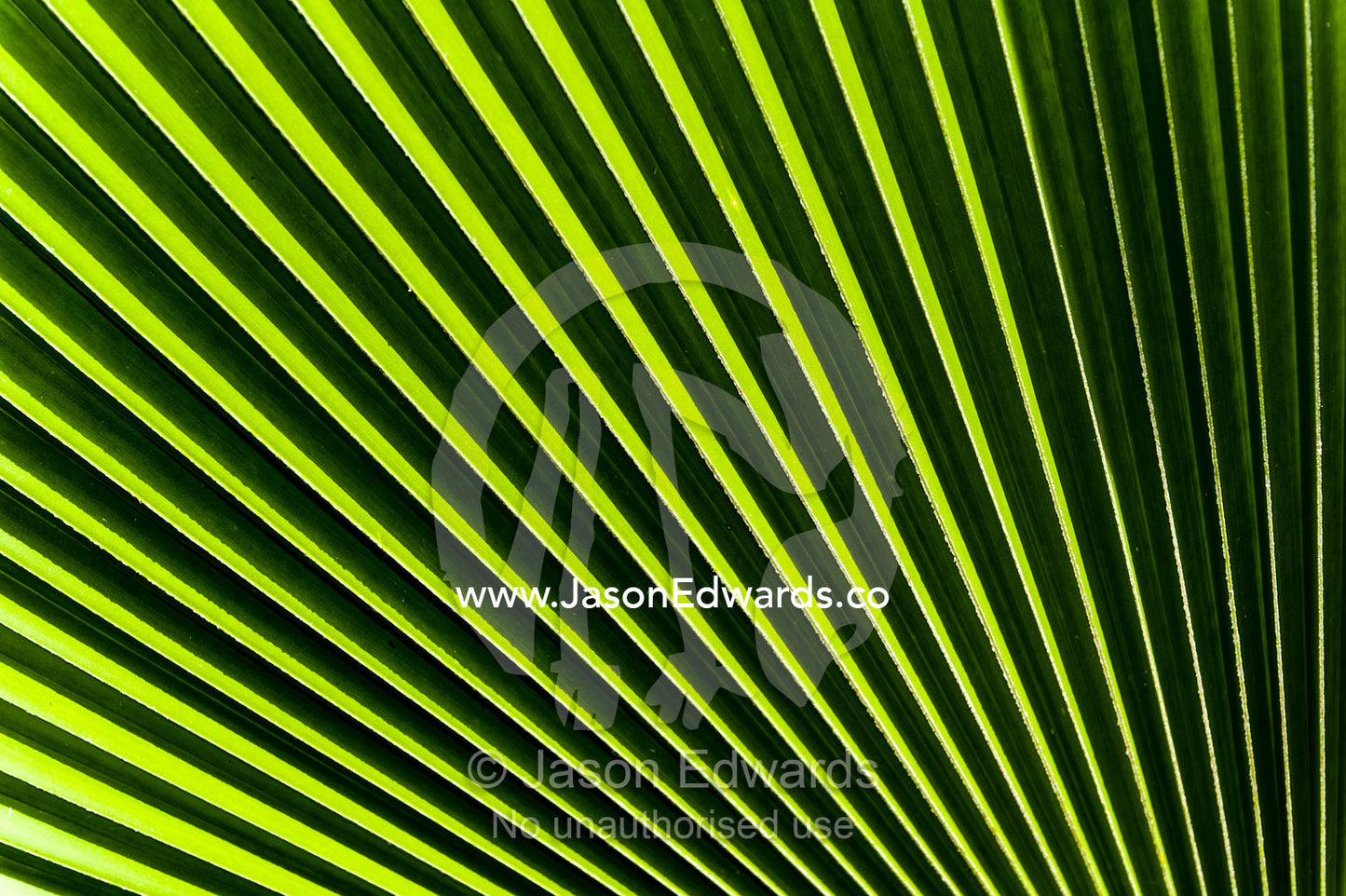 A palm frond opening like a fan to catch the morning sun. Bwejuu, Echo Beach Hotel, Echo Beach, Unguja Island, Zanzibar, Tanzania.
