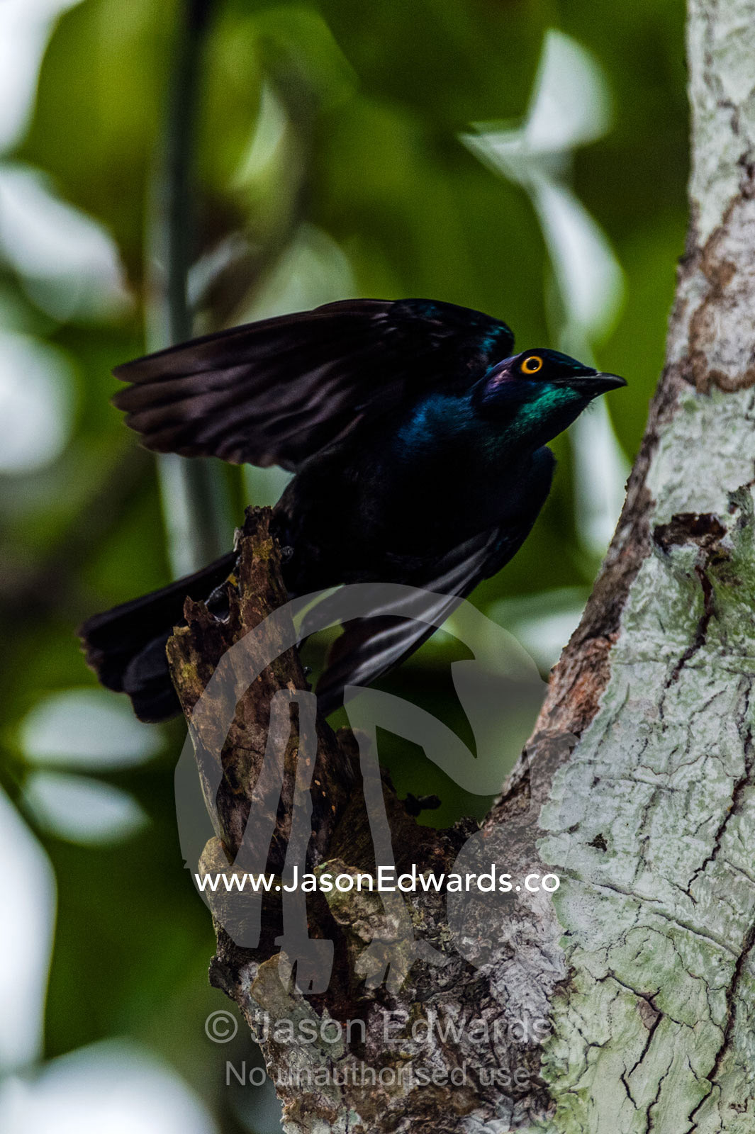 A Black-bellied Glossy Starling takes flight from a mangrove forest in a swamp. Unguja Island, Jozani Chwaka Bay National Park, Zanzibar, Tanzania.