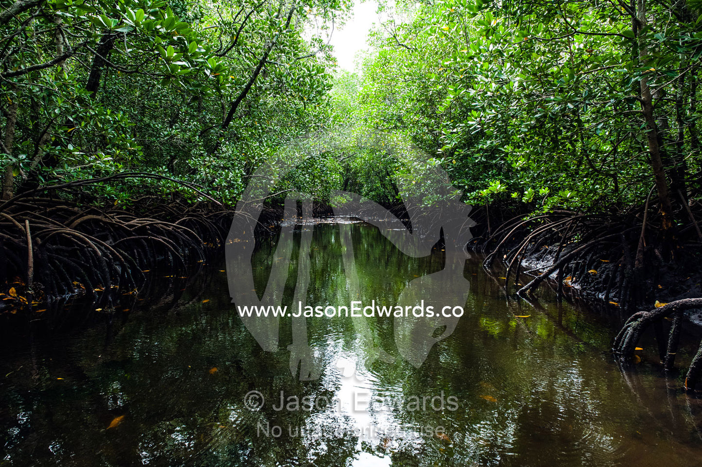 Mangrove trees crowd a tidal river that drains the flooded swamp forest at low tide. Unguja Island, Mapopwe Creek, Jozani Chwaka Bay National Park, Zanzibar, Tanzania.