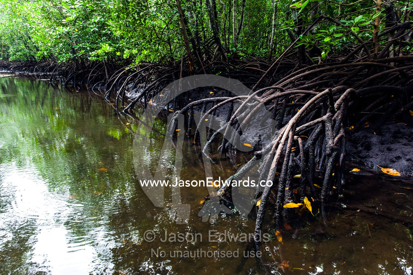 Mangrove tree roots crowd a tidal river that drains the flooded swamp forest at low tide. Unguja Island, Mapopwe Creek, Jozani Chwaka Bay National Park, Zanzibar, Tanzania.