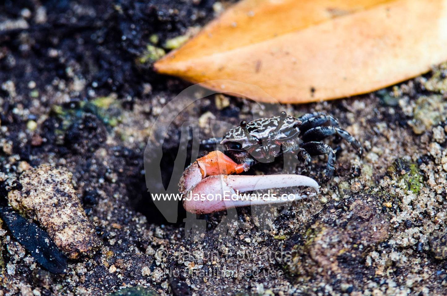 A Fiddler Crab emerges from it's burrow in the mud of a mangrove forest. Unguja Island, Jozani Chwaka Bay National Park, Zanzibar, Tanzania.
