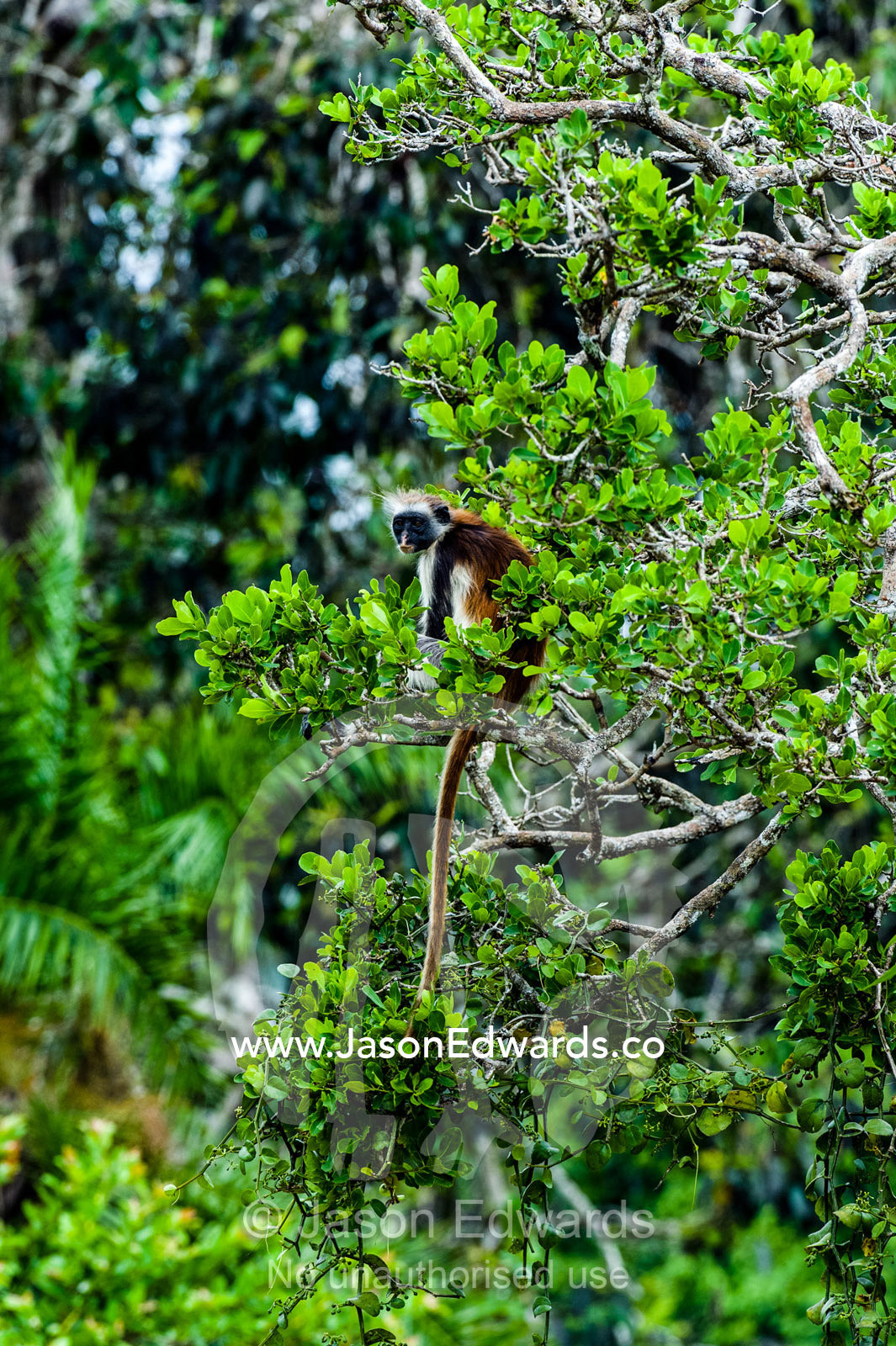 An endangered Zanzibar Red Colobus resting in the canopy of a Coral Rag Forest. Unguja Island, Jozani Chwaka Bay National Park, Zanzibar, Tanzania.