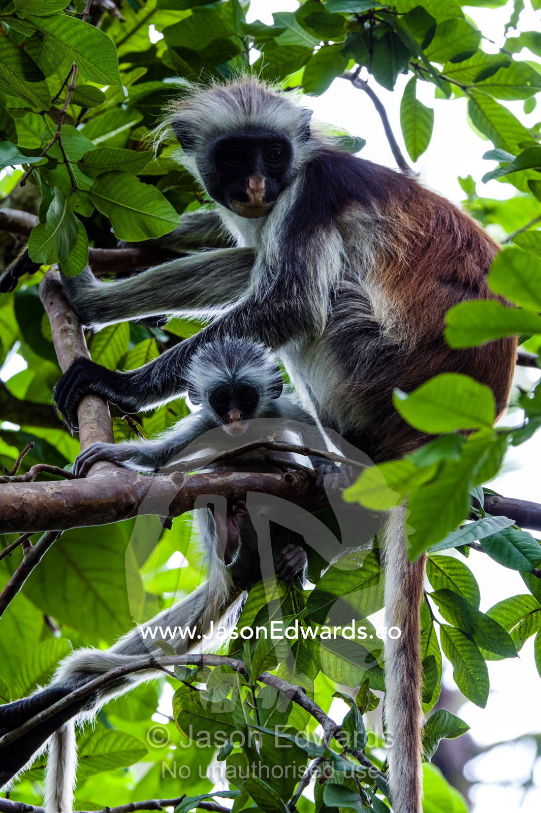 An inquisitive Zanzibar Red Colobus infant playing beside it's mother in the canopy of a Coral Rag Forest. Unguja Island, Jozani Chwaka Bay National Park, Zanzibar, Tanzania.