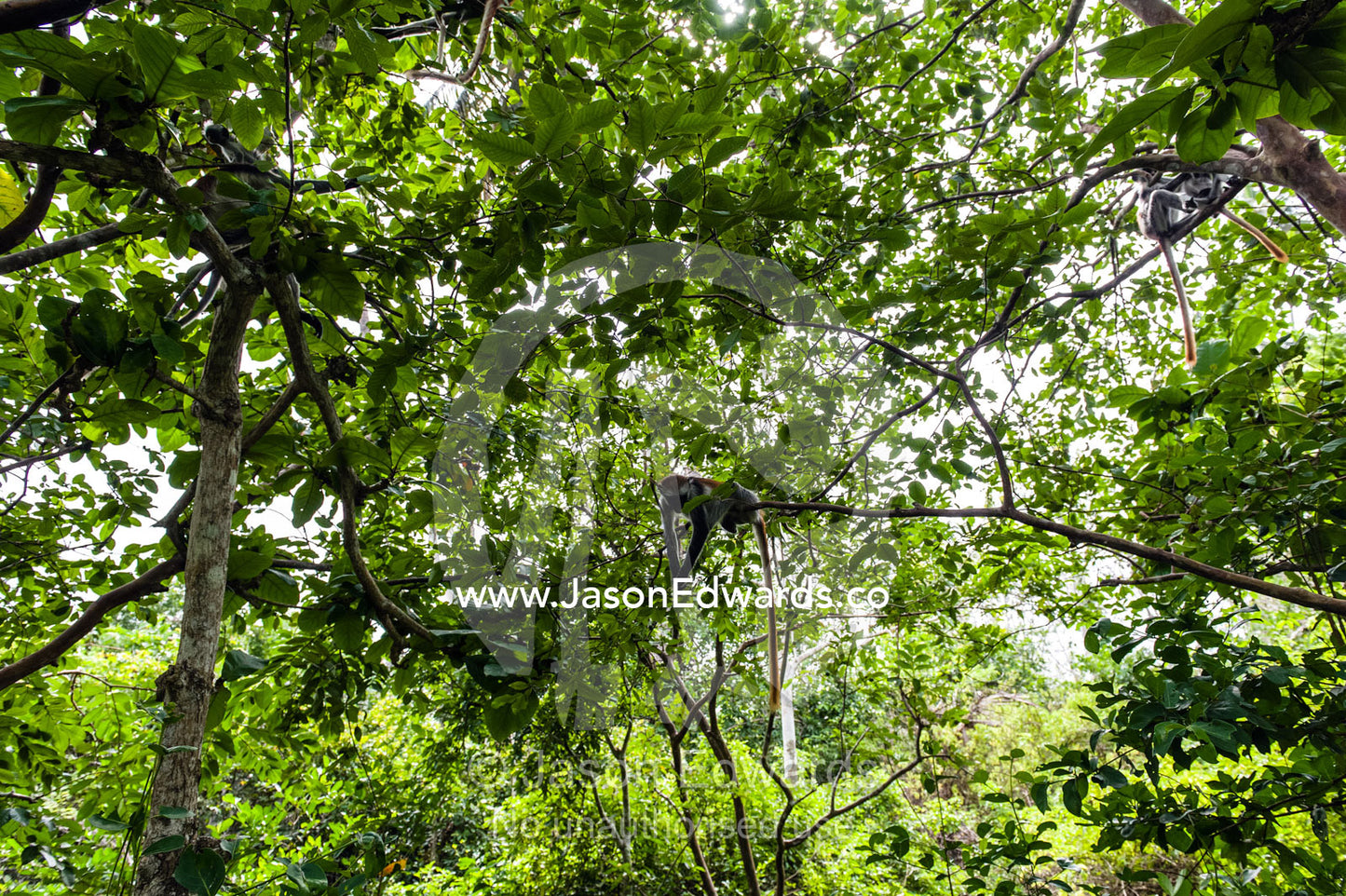 A family group of Zanzibar Red Colobus resting in the canopy of a Coral Rag Forest. Unguja Island, Jozani Chwaka Bay National Park, Zanzibar, Tanzania.