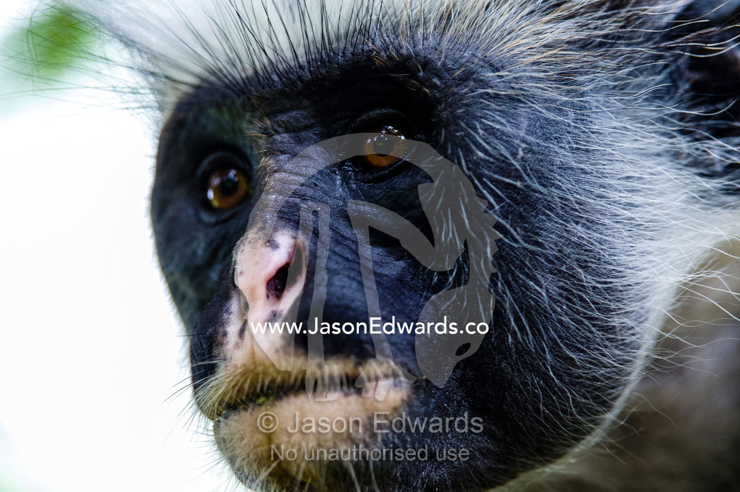 The leathery facial skin and intelligent eyes of a Zanzibar Red Colobus in a Coral Rag Forest. Unguja Island, Jozani Chwaka Bay National Park, Zanzibar, Tanzania.
