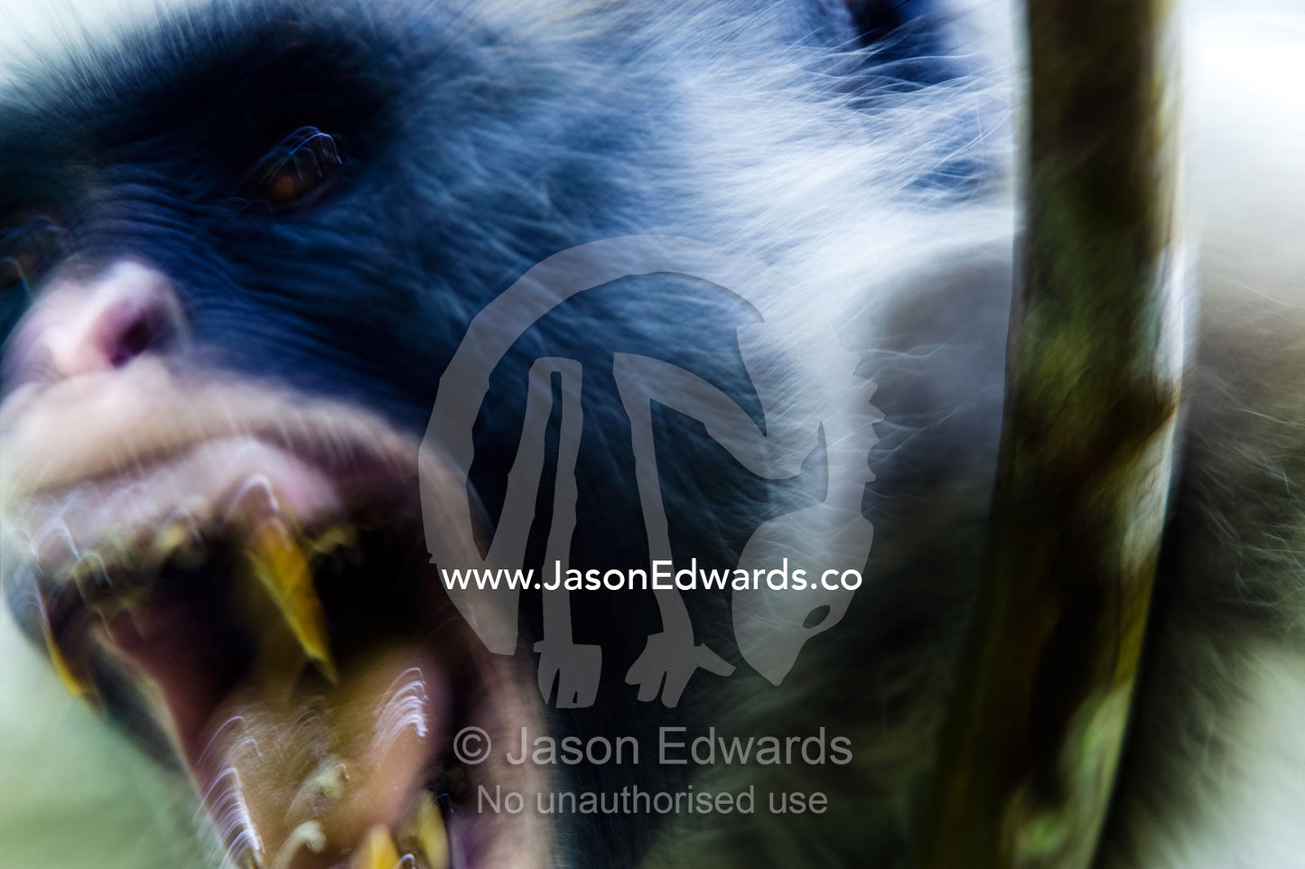 An aggressive Zanzibar Red Colobus screaming and challenging another male intruder with his large canine teeth. Unguja Island, Jozani Chwaka Bay National Park, Zanzibar, Tanzania.