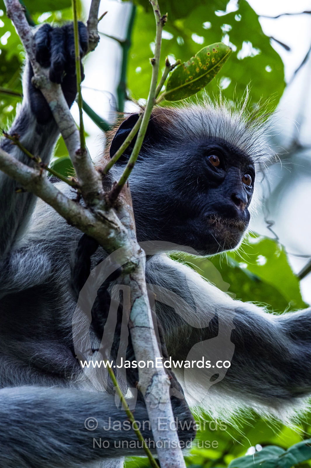 The muscular bicep of a female Zanzibar Red Colobus resting in the canopy of a Coral Rag Forest. Unguja Island, Jozani Chwaka Bay National Park, Zanzibar, Tanzania