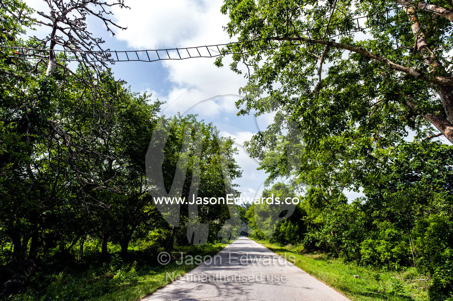 A rope ladder above a road creates an aerial highway for endangered Zanzibar Red Colobus to move through the Coral Rag Forest canopy. Unguja Island, Jozani Chwaka Bay National Park, Zanzibar, Tanzania.