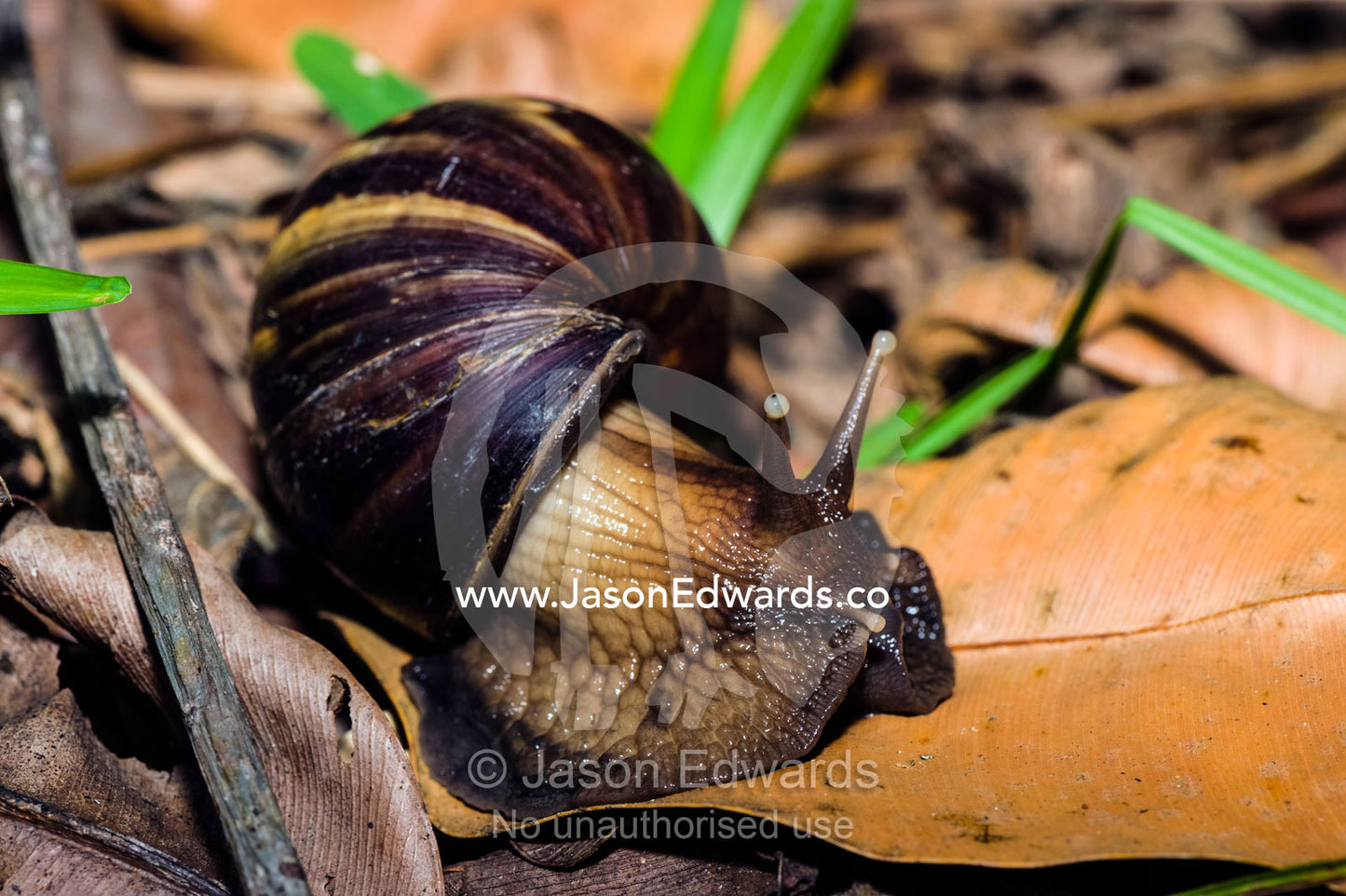 An enormous East African Land Snails foraging for food on dead leaves on the forest floor. Unguja Island, Jozani Chwaka Bay National Park, Zanzibar, Tanzania