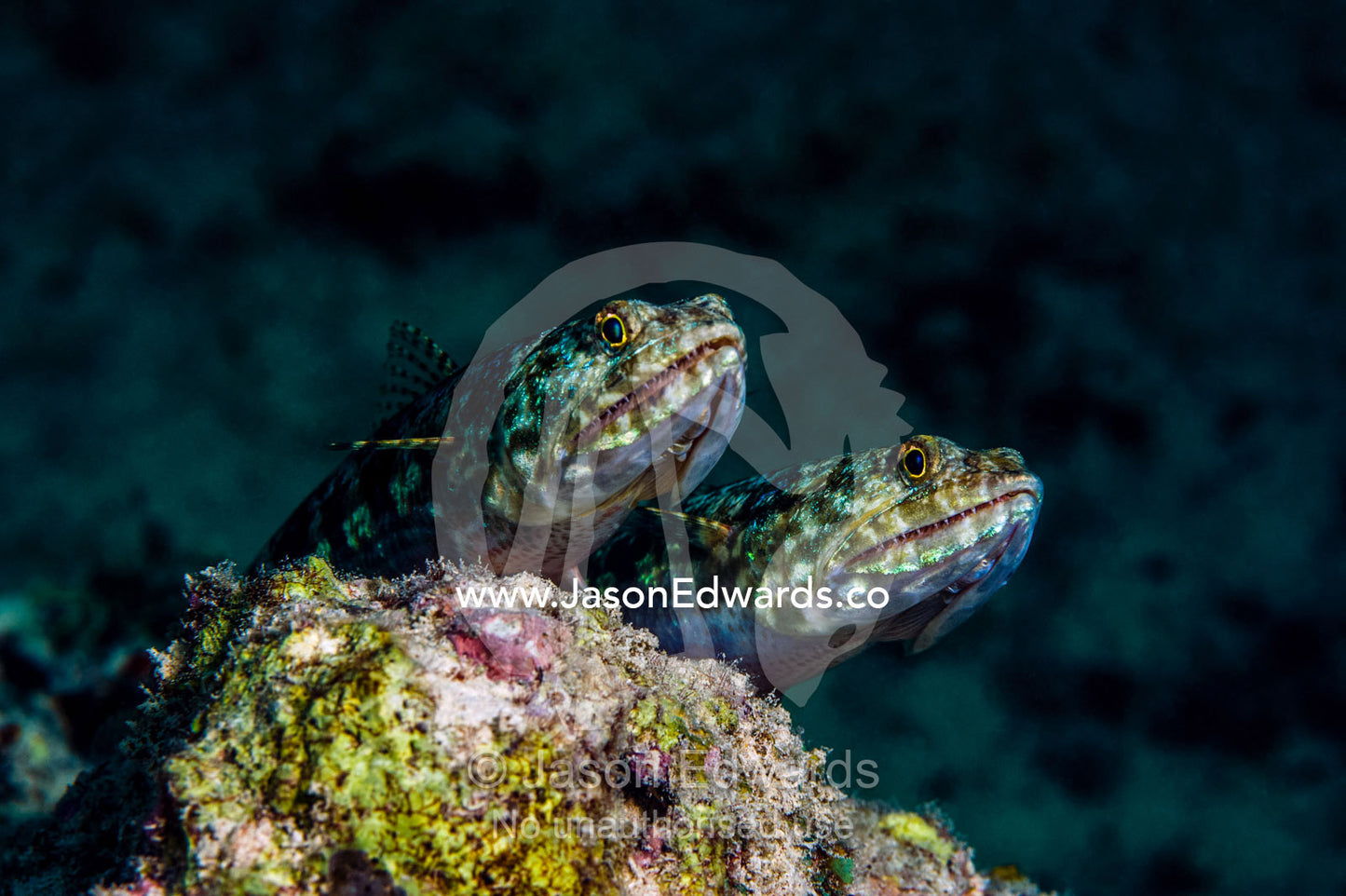 A pair of Whitespotted Goby with sharp teeth patrolling their territory on a tropical coral reef. Bwejuu, Blue Lagoon Reef, Unguja Island, Zanzibar, Tanzania.