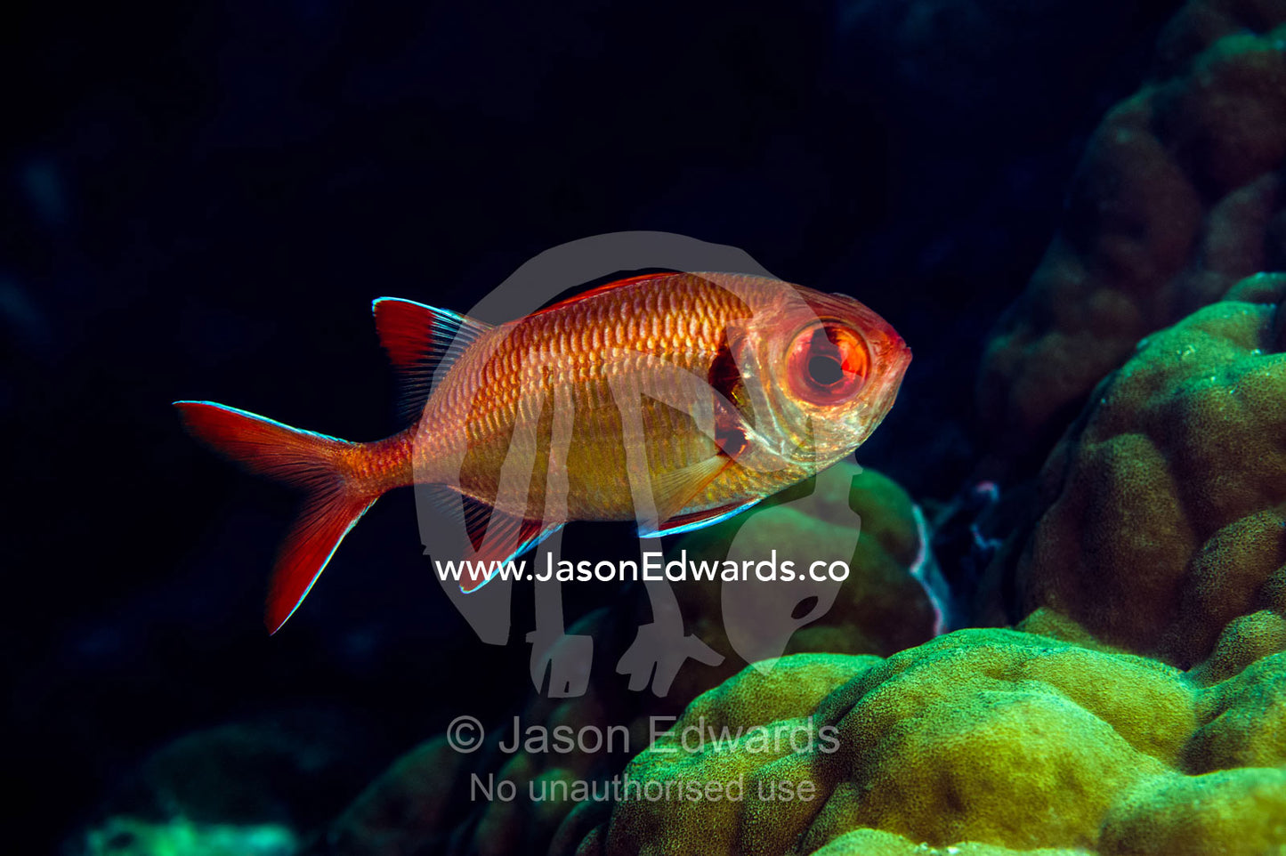 A bright orange Shoulderbar Soldierfish swimming past a tropical coral reef at sunset. Bwejuu, Blue Lagoon Reef, Unguja Island, Zanzibar, Tanzania.