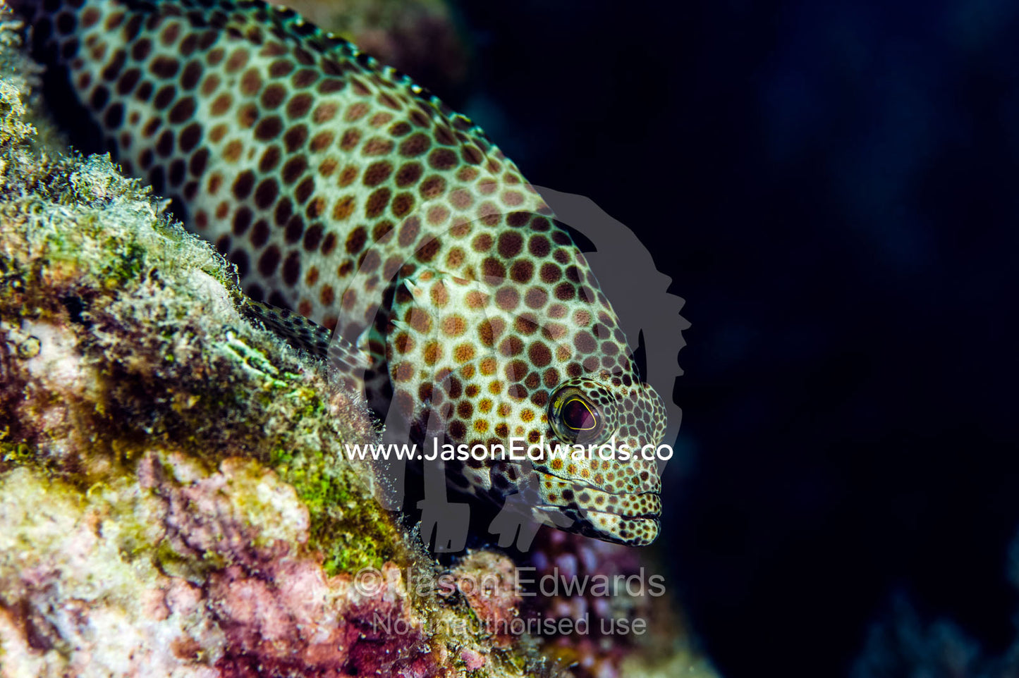 The spotted skin of a Foursaddle groupe resting on a tropical coral reef. Bwejuu, Blue Lagoon Reef, Unguja Island, Zanzibar, Tanzania.