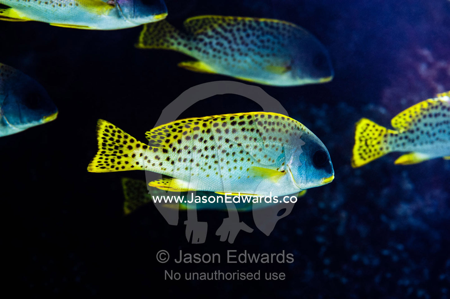 A shoal of Blackspotted rubberlip displaying the bright yellow fins and leopard-like spots. Bwejuu, Blue Lagoon Reef, Unguja Island, Zanzibar, Tanzania.